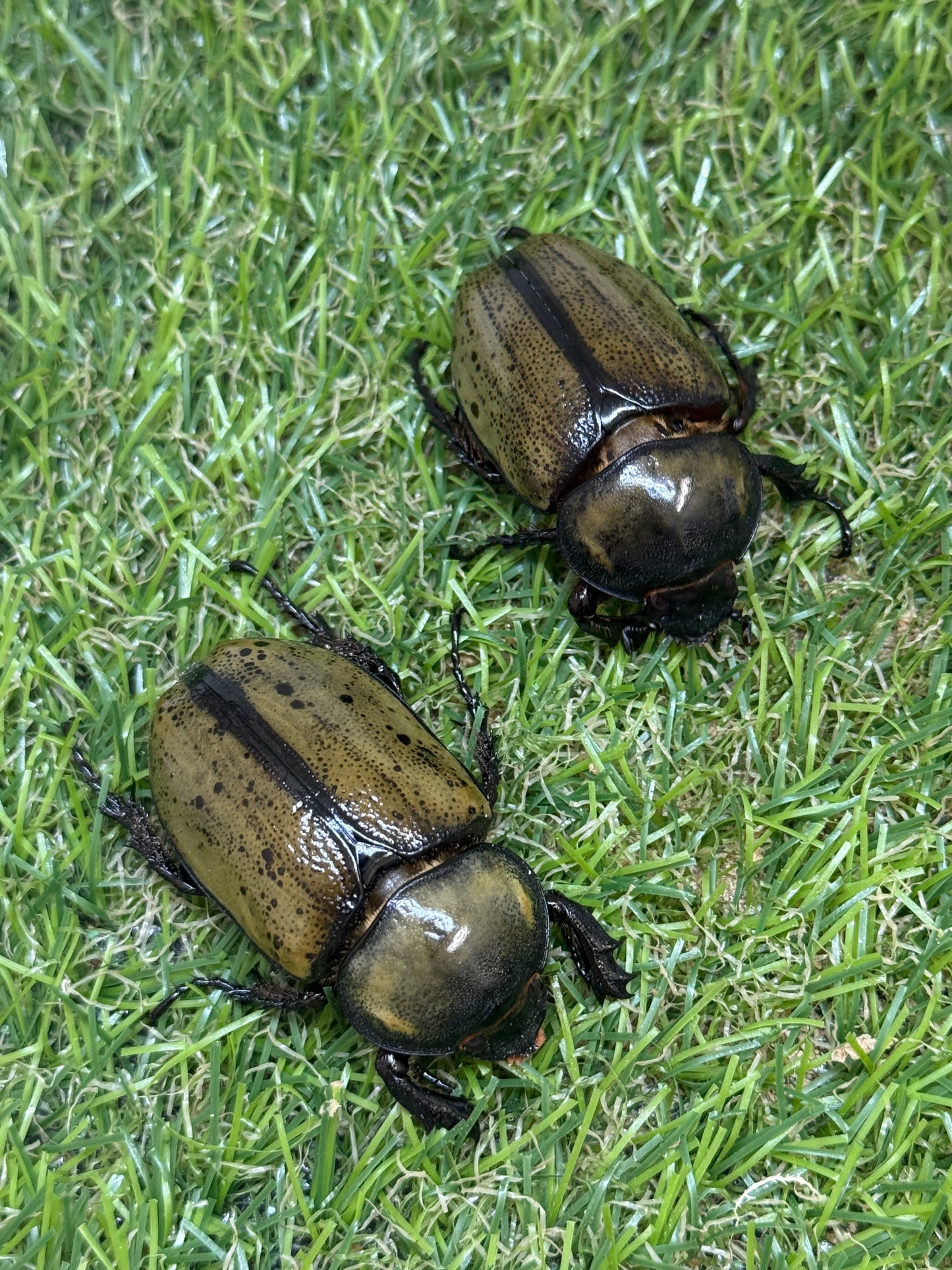 ティティウスシロカブト ♂50mm成虫トリオ