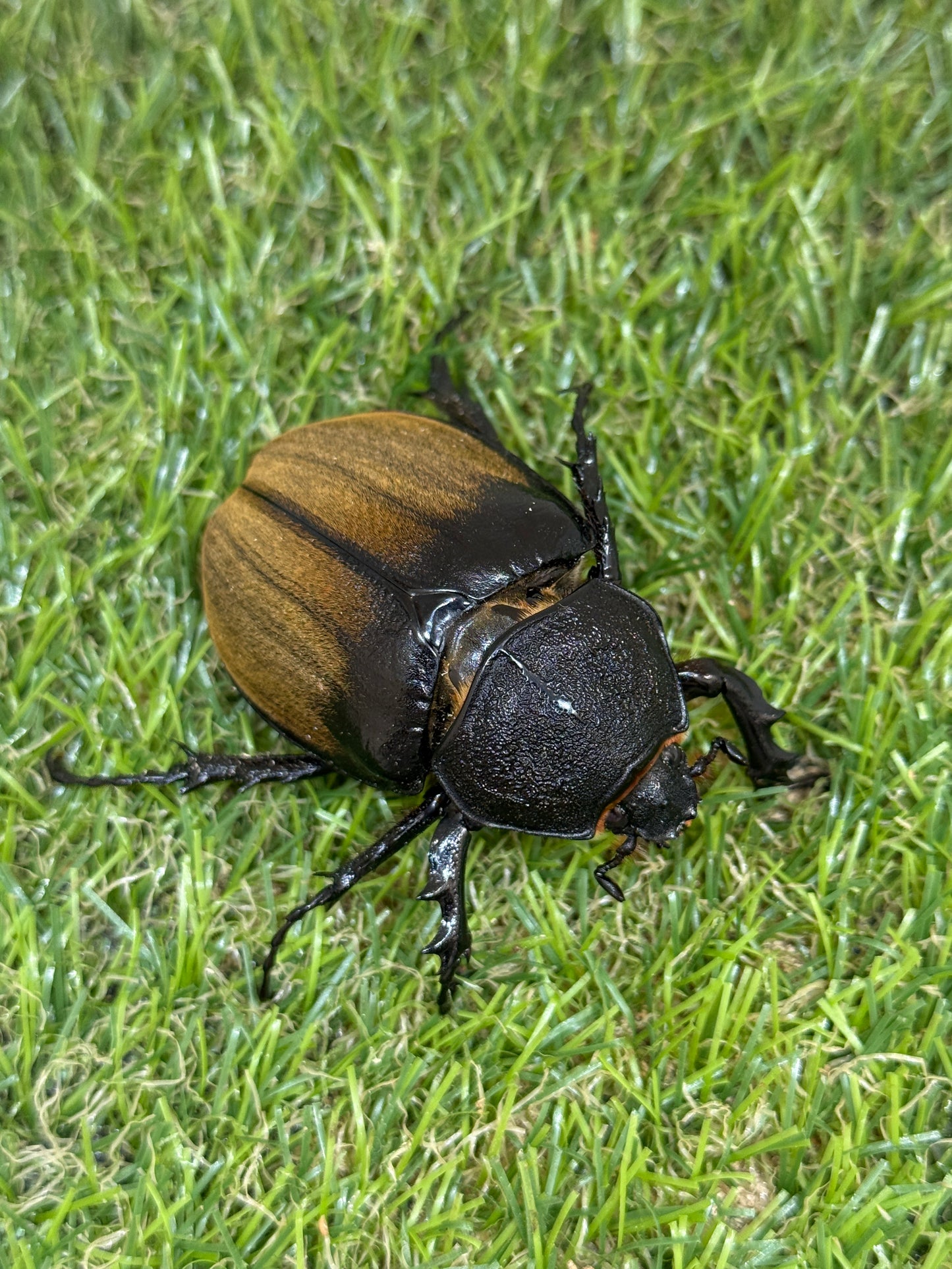 ギアスゾウカブト亜種ルンブケリ(旧ルンバッシャー) ♀freeサイズ単品