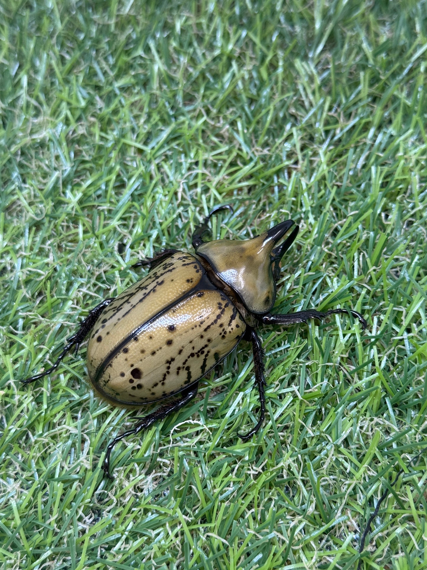 ティティウスシロカブト ♂49.8mm成虫トリオ