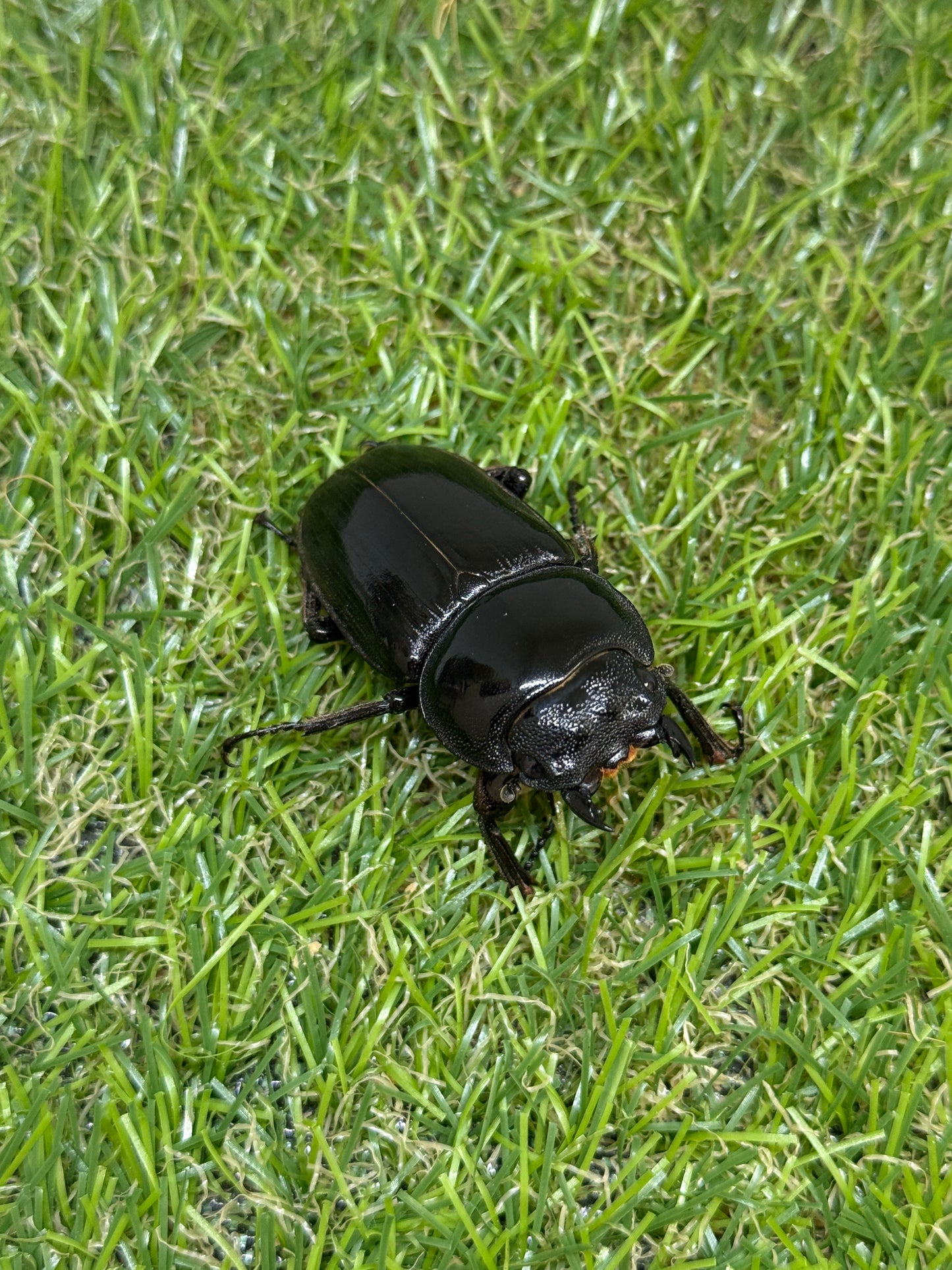 グランディスオオクワガタ ♂78mm成虫ペア
