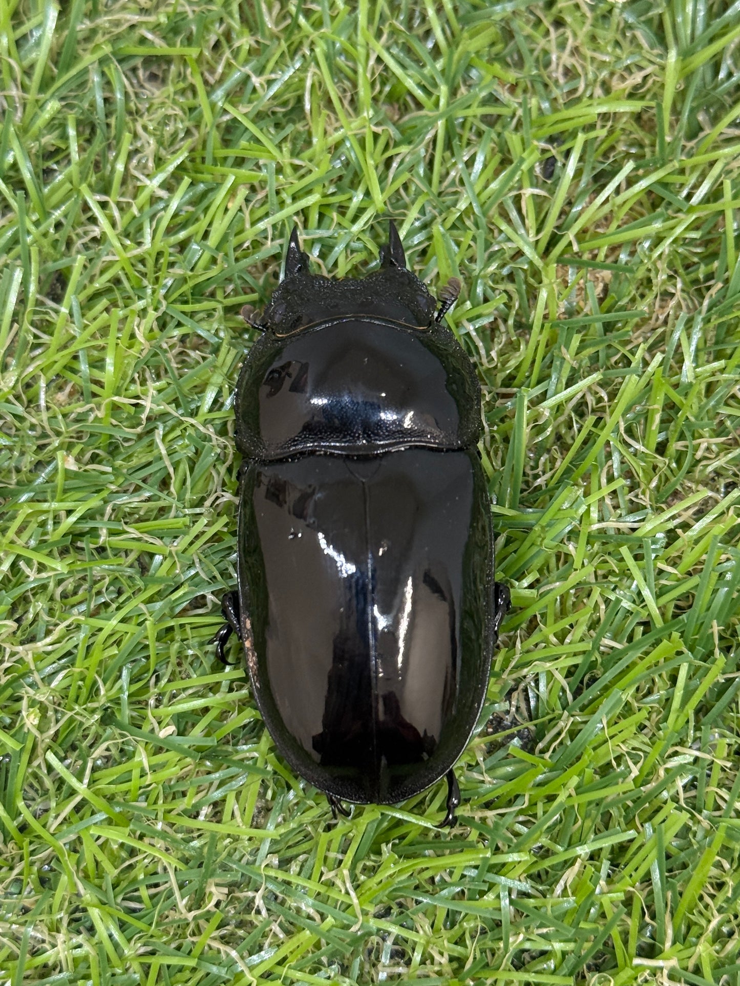 タランドゥスオオツヤクワガタ ♂79mm成虫ペア