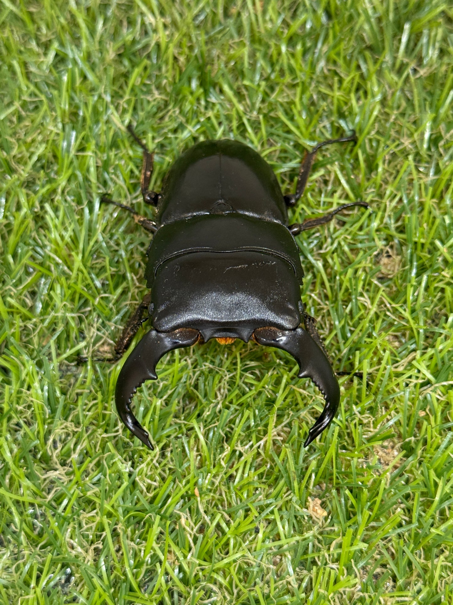 ダイオウヒラタクワガタ ♂freeサイズ成虫ペア