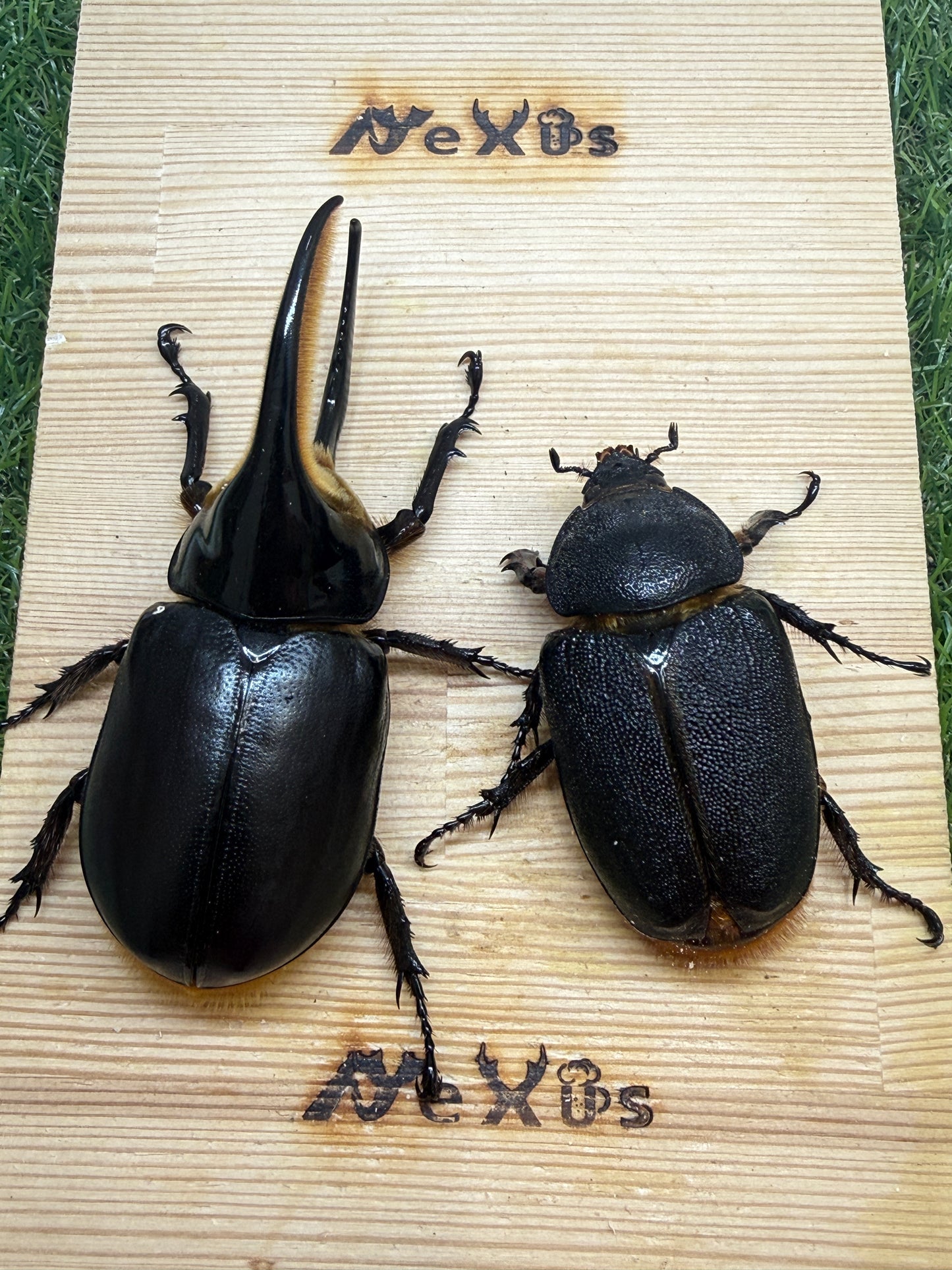 サタンオオカブト ♂100mm成虫ペア