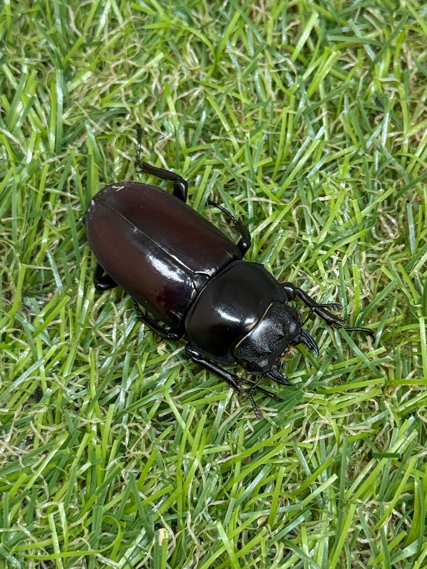 アローコクワガタssp ♂56mm成虫ペア