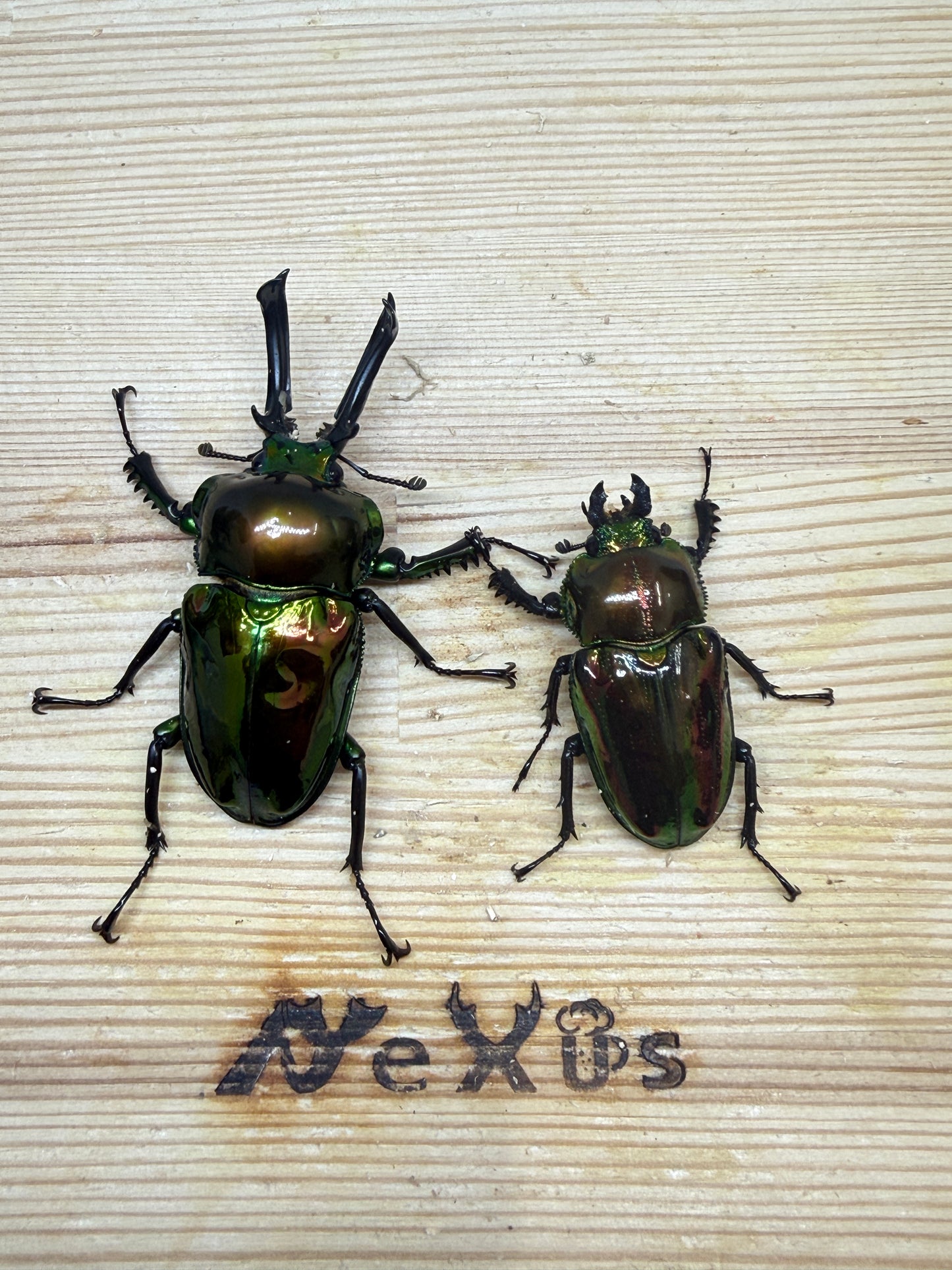 ニジイロクワガタ(ピカール系) ♂55.5mm成虫ペア