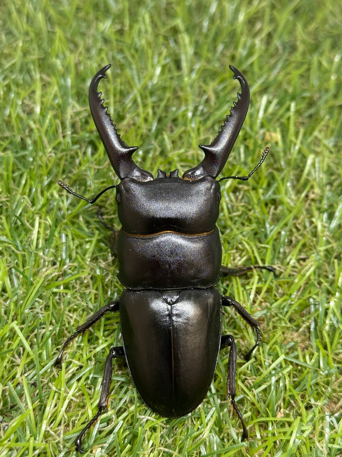 ファソルトヒラタクワガタ ♂73mm成虫ペア
