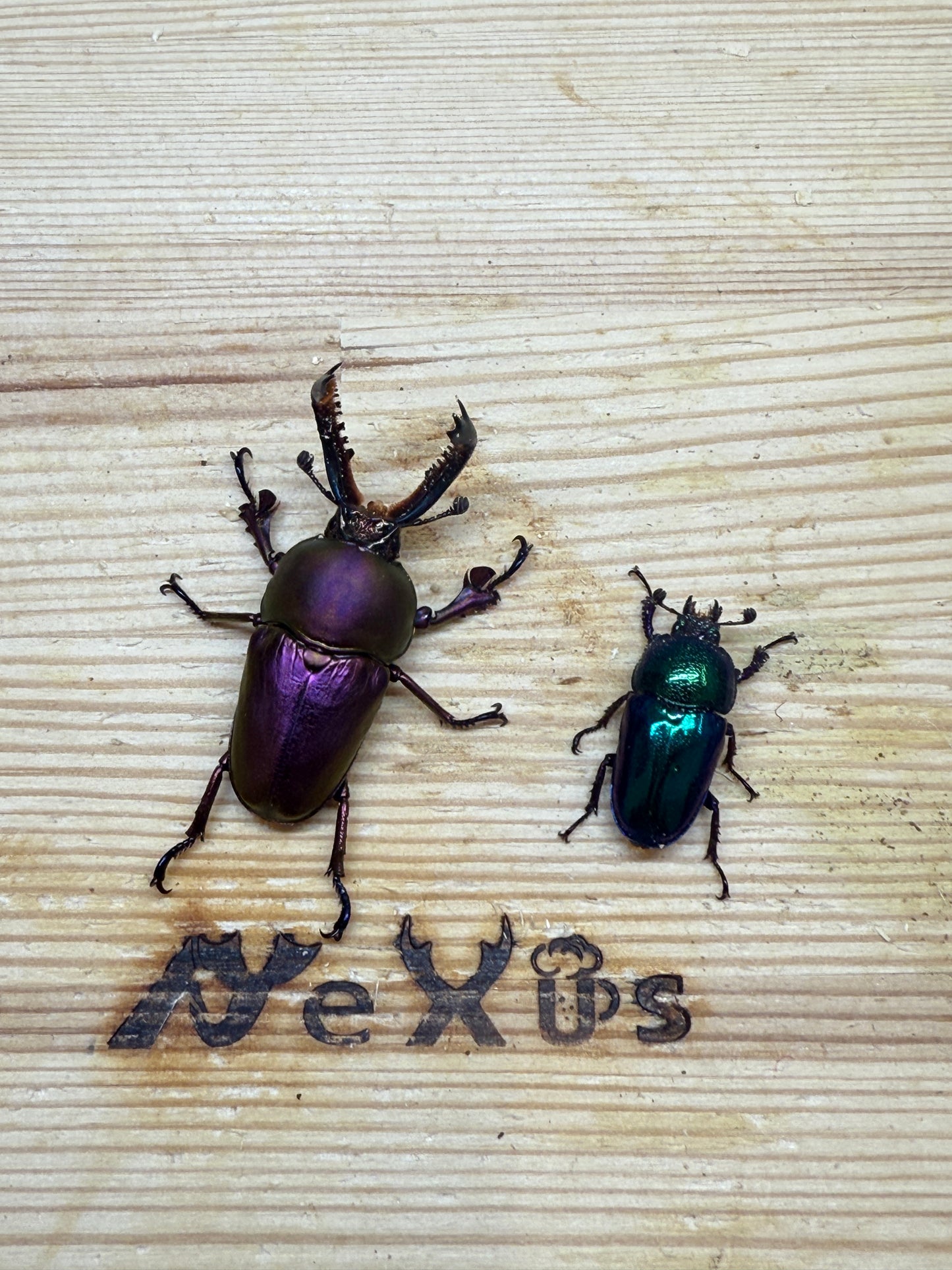 パプアキンイロクワガタ ♂freeサイズ成虫ペア