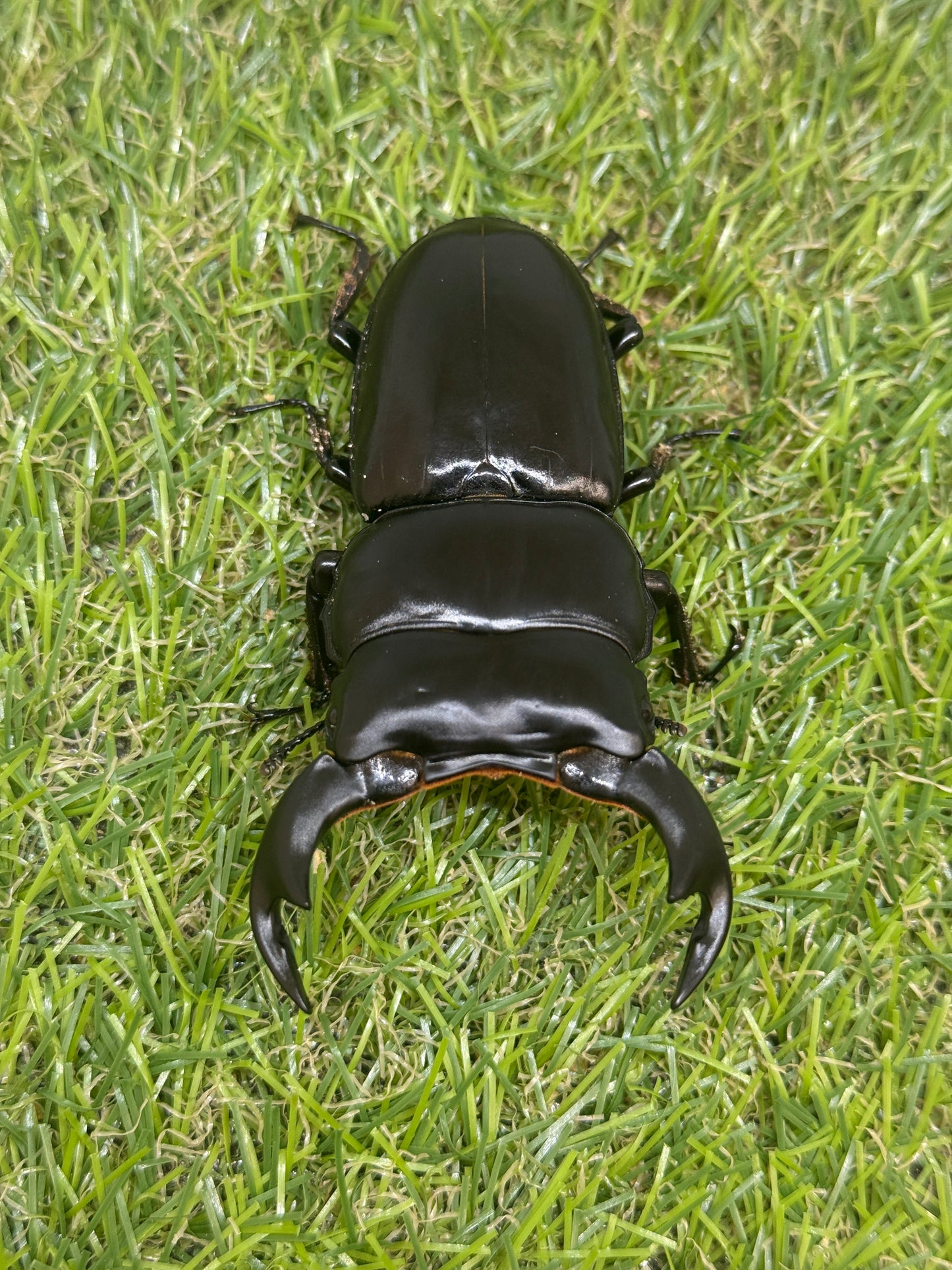 インドアンタエウスオオクワガタ ♂79mm成虫ペア