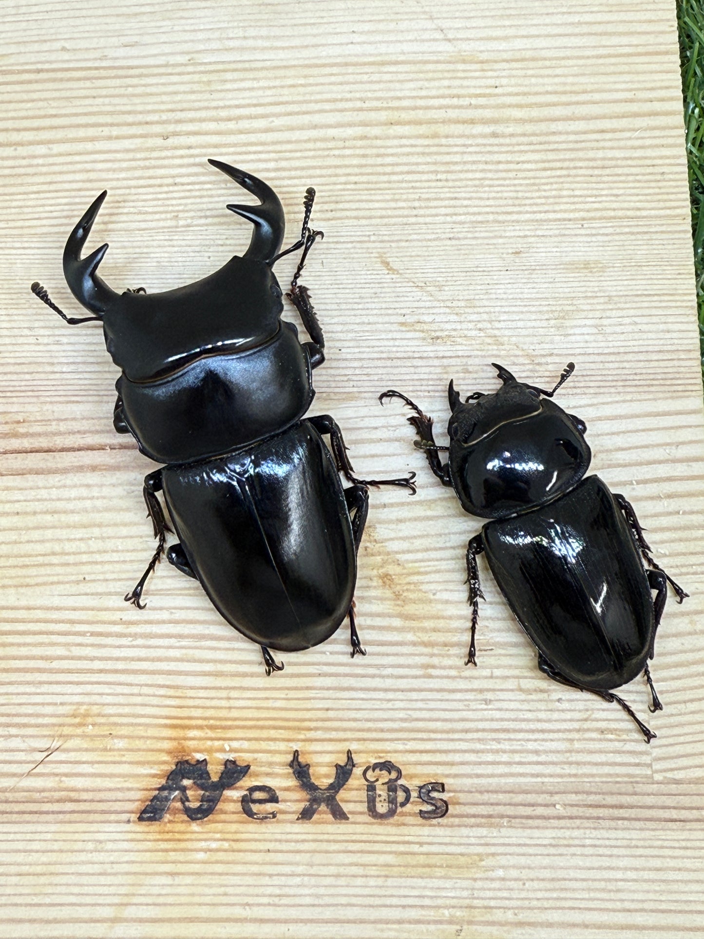 グランディスオオクワガタ ♂77.8mm成虫ペア