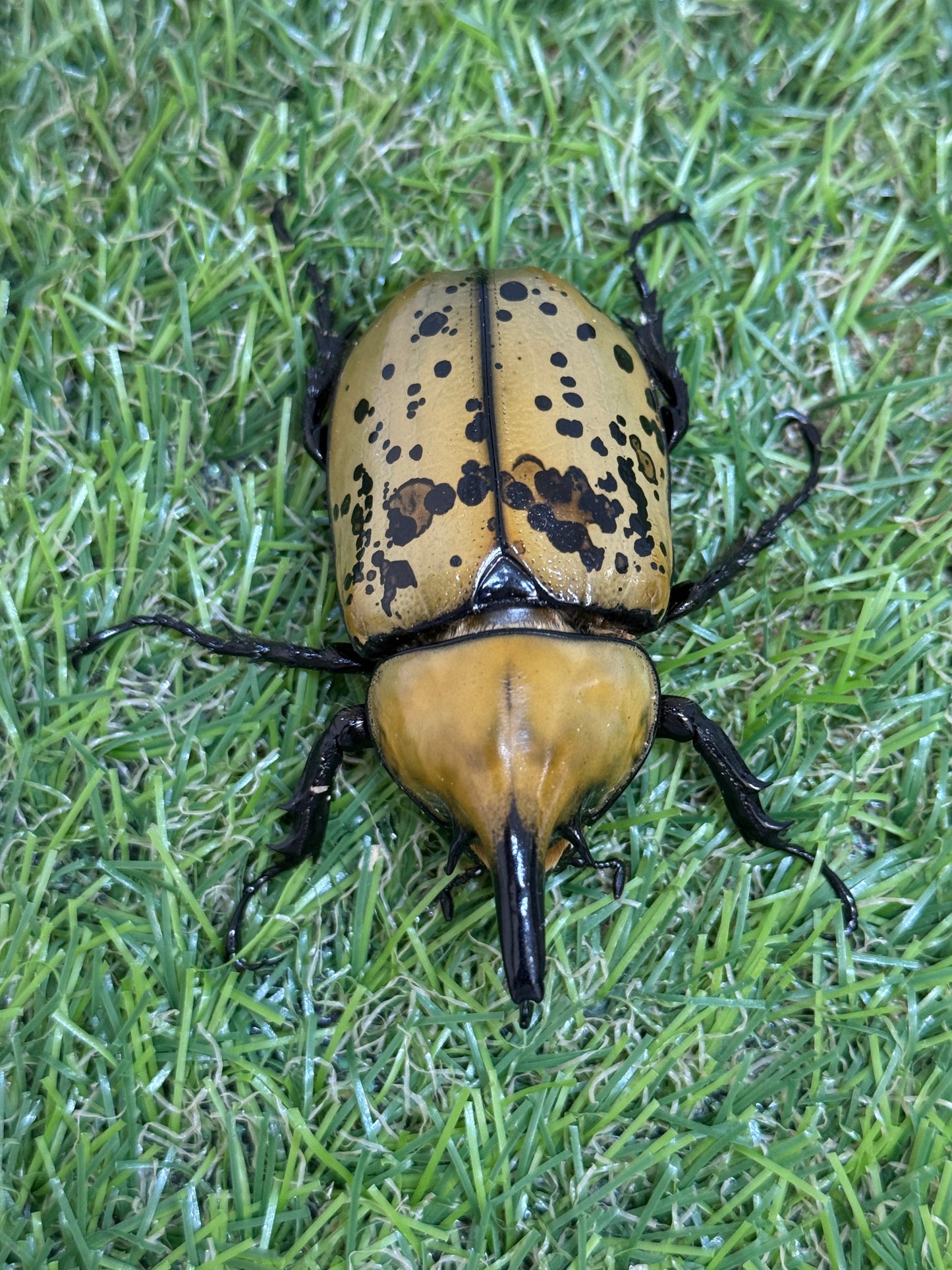ティティウスシロカブト ♂63mm成虫ペア
