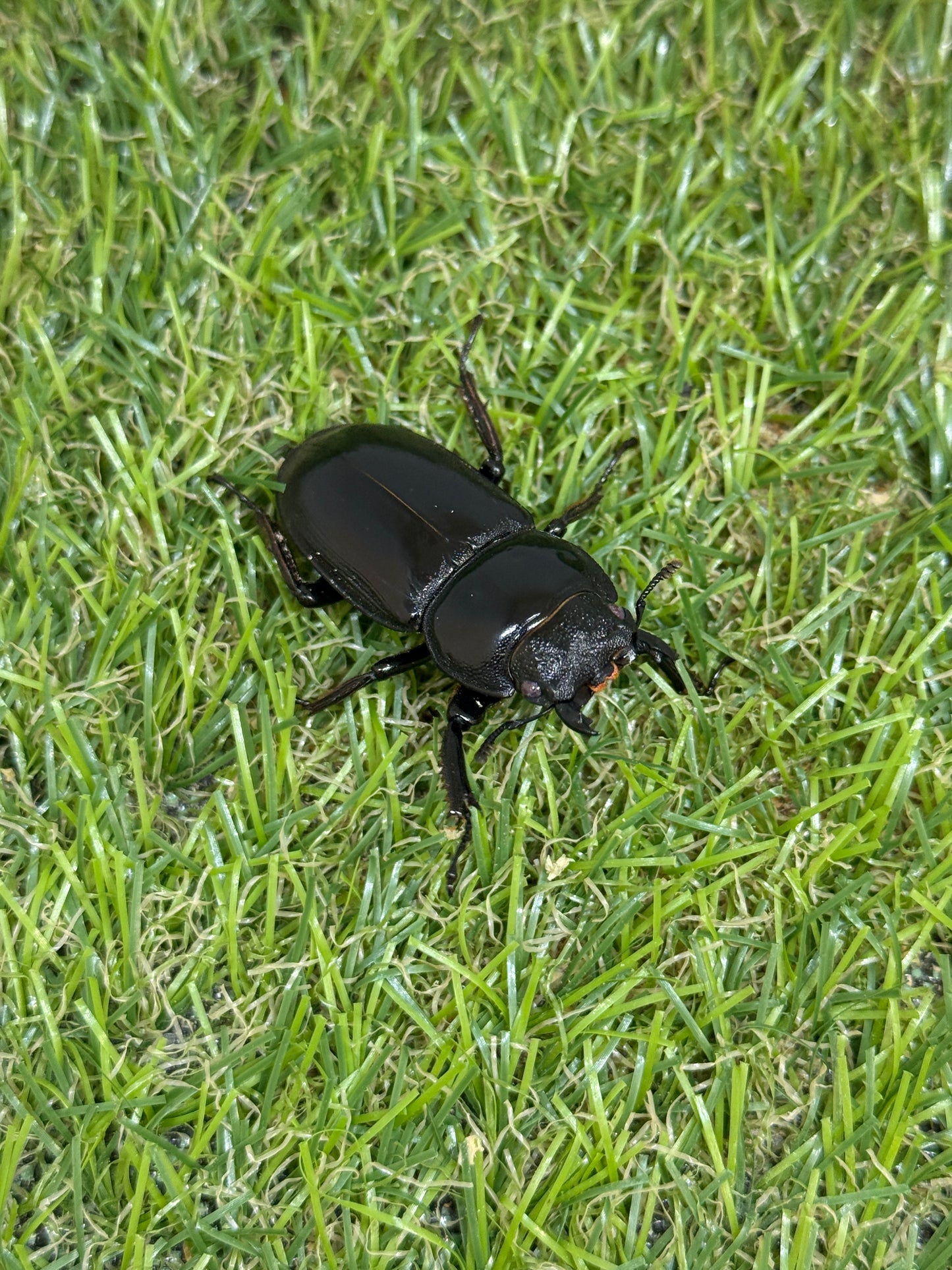 シェンクリンクオオクワガタ(レッドアイ血統)♂64mm 成虫ペア