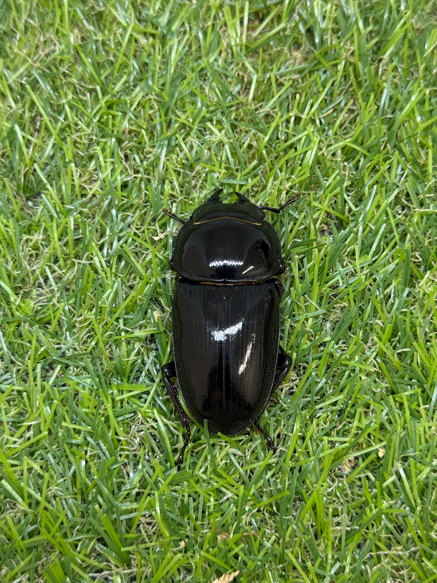 グランディスオオクワガタ ♂84.2mm成虫ペア