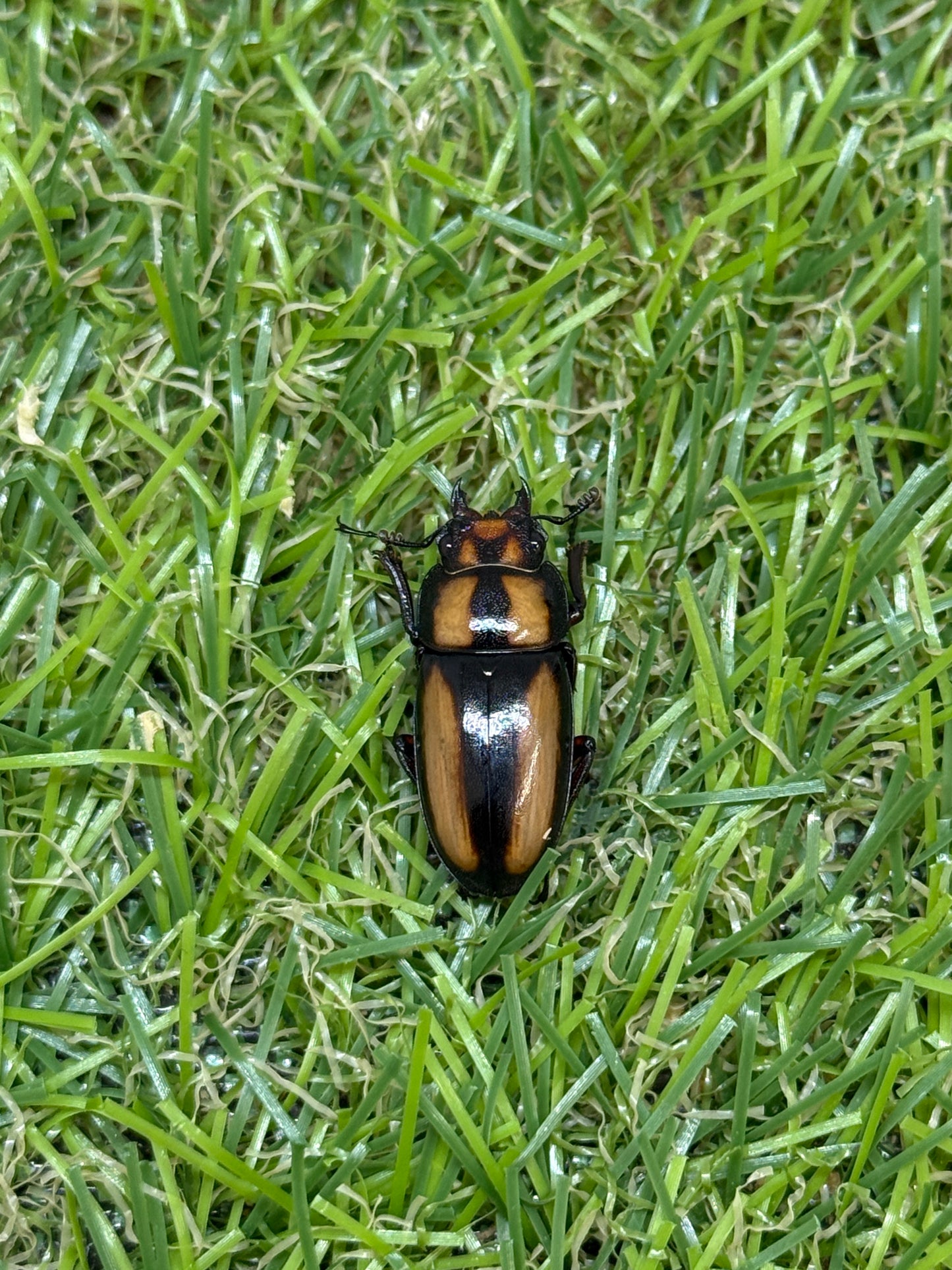 カネギエーテルノコギリクワガタ ♂36mm成虫ペア