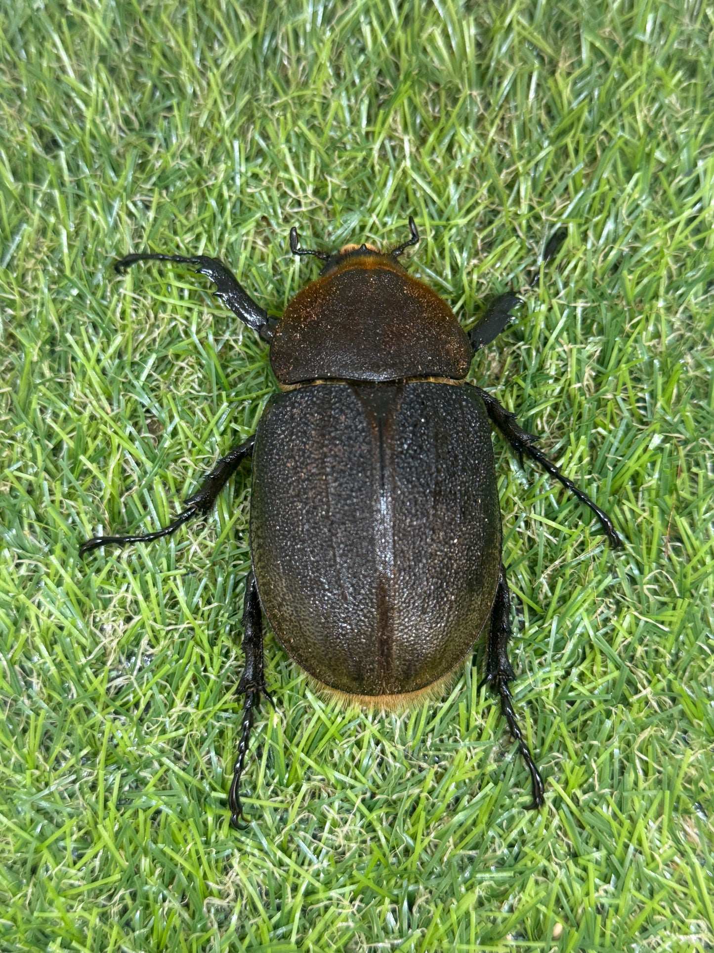 DH・ヘラクレス ♂155mm成虫ペア