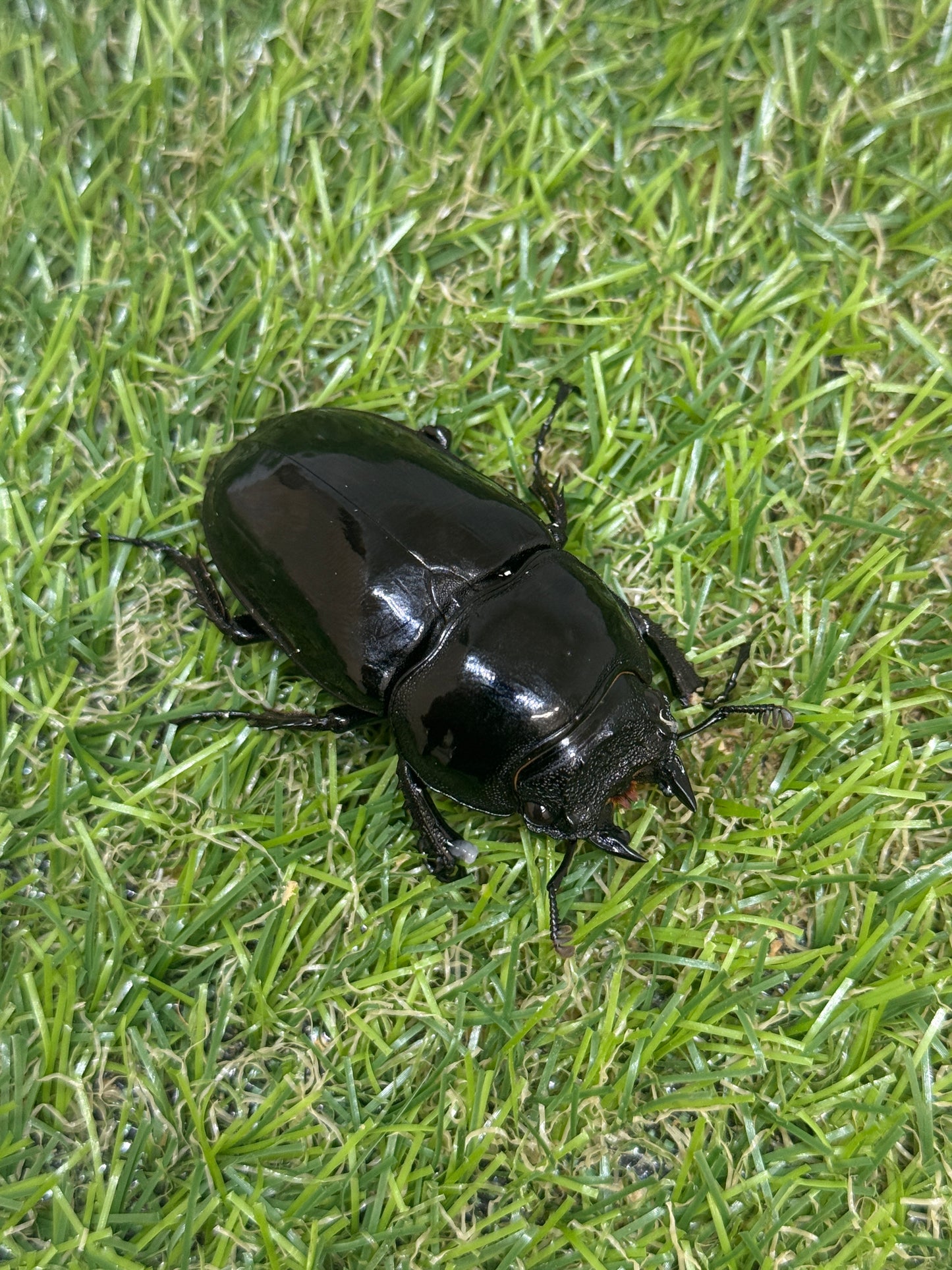 タランドゥスオオツヤクワガタ ♂83mm成虫ペア