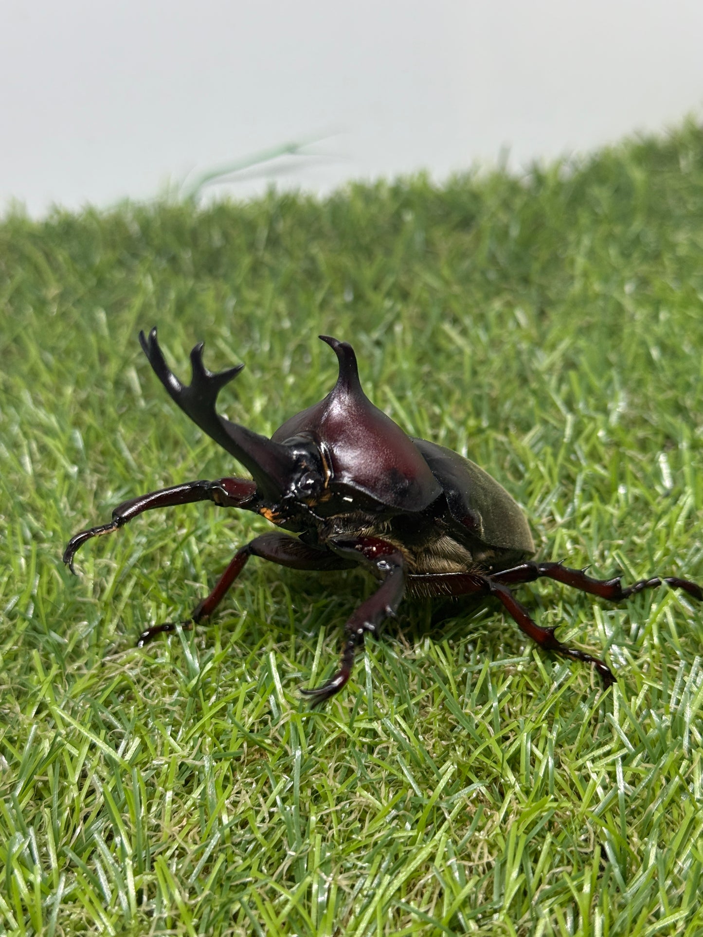 カブトムシ サイズfree成虫ペア
