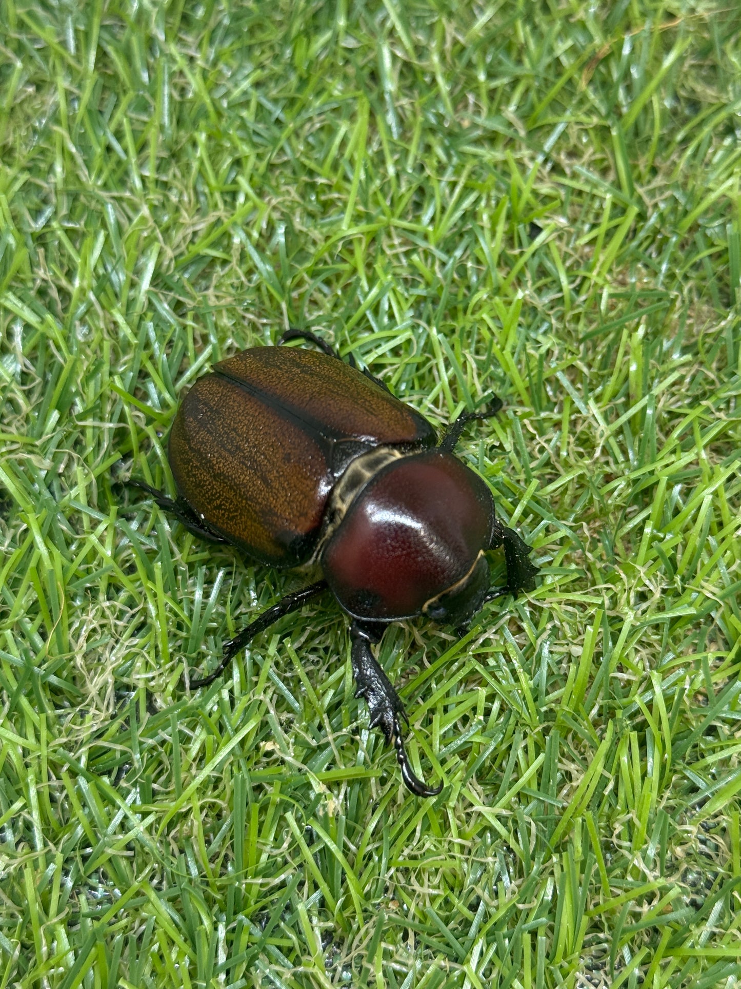 フンボルトヒナカブト ♀単品
