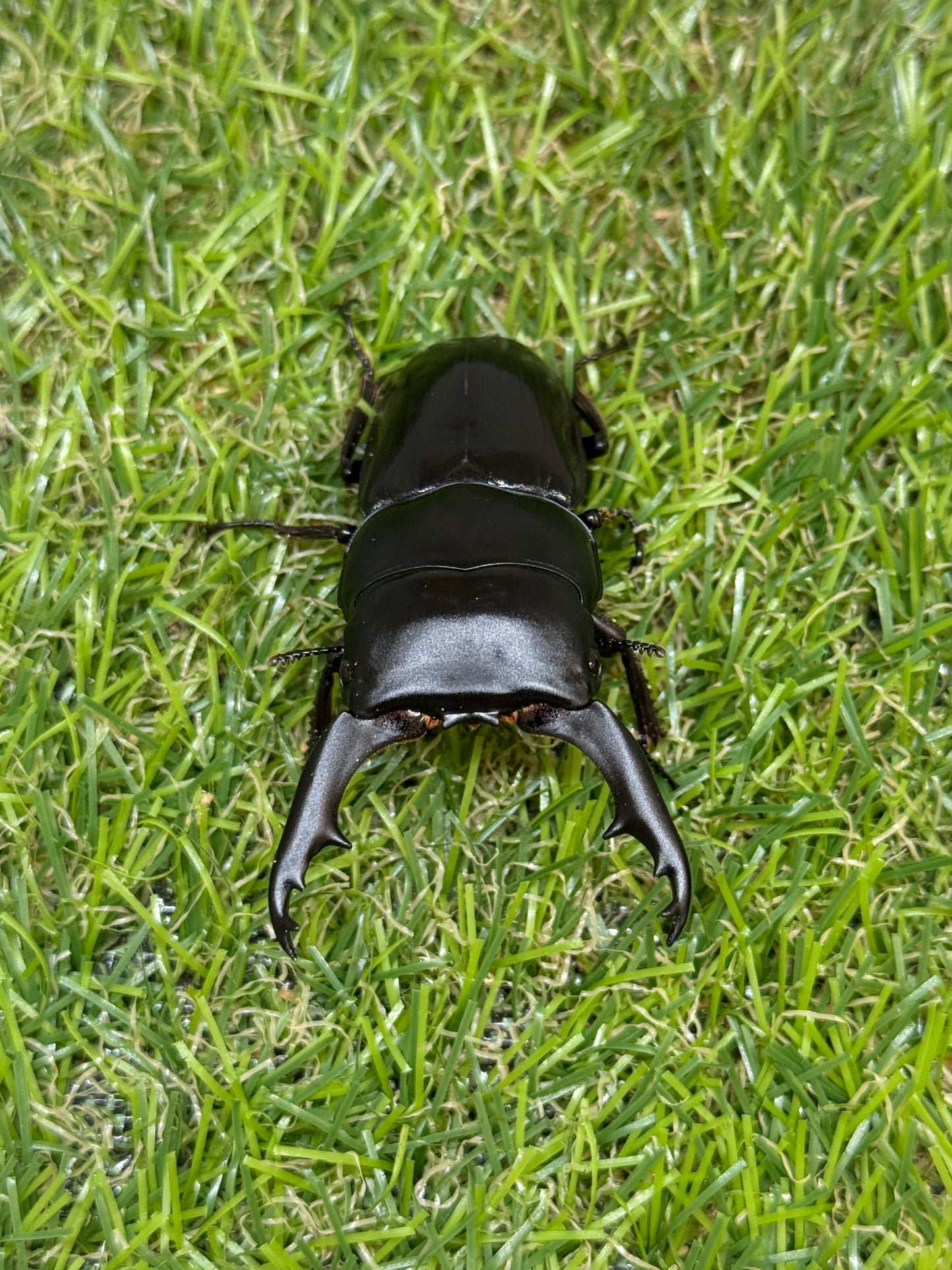 ダエダリオンヒラタクワガタ ♂60.3mm成虫ペア