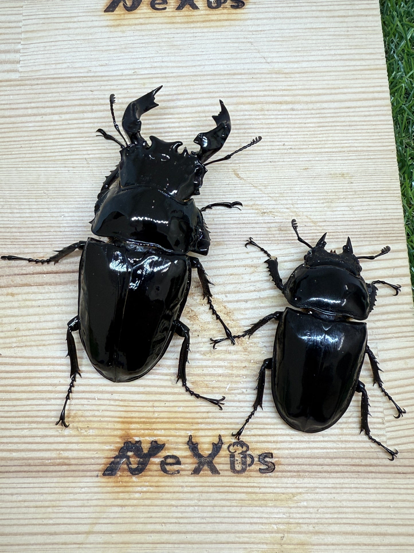 タランドゥスオオツヤクワガタ ♂83mm成虫ペア