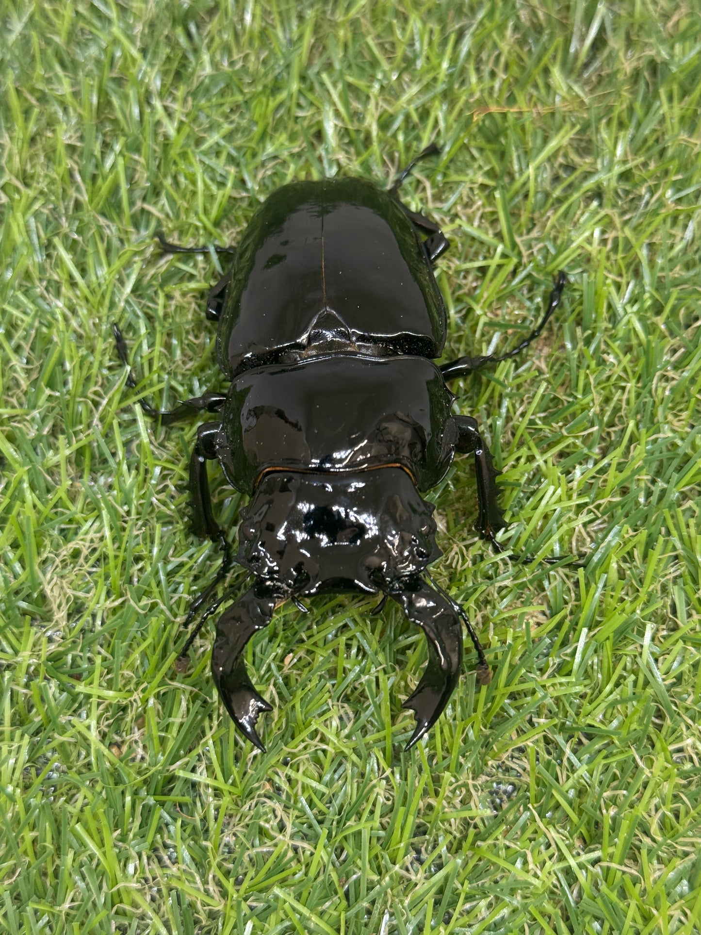 タランドゥスオオツヤクワガタ ♂83mm成虫ペア