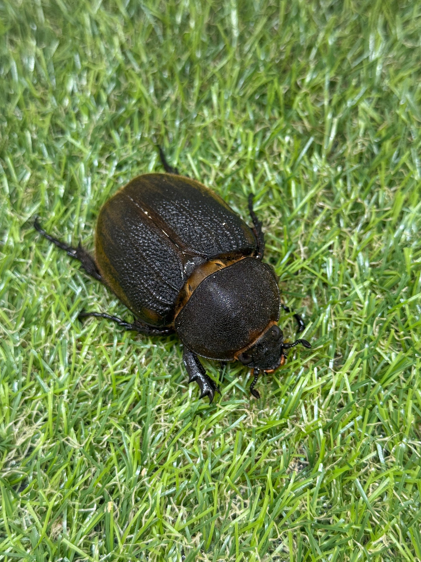 DH・エクアトリアヌス ♂125mm成虫ペア