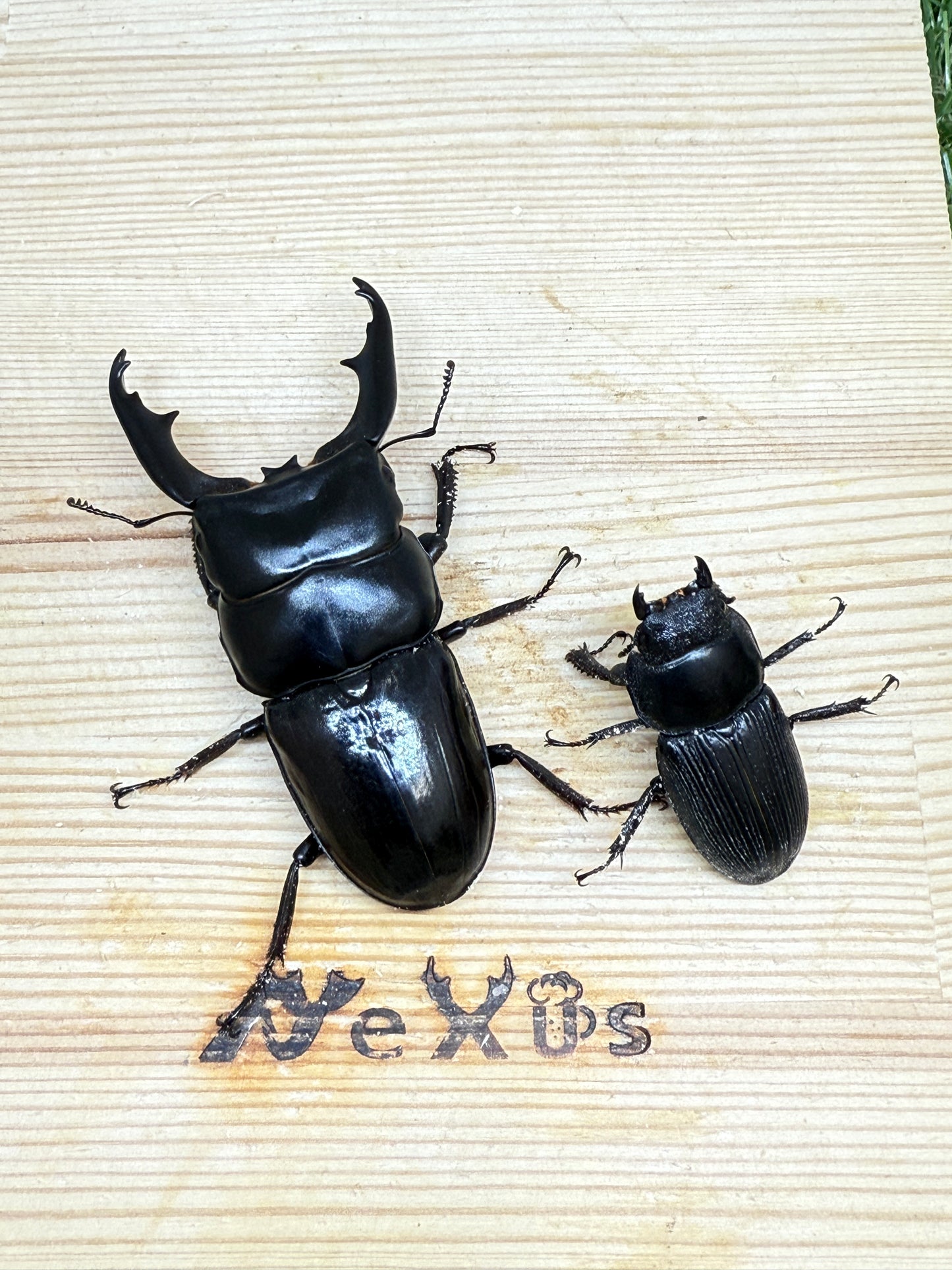 ダエダリオンヒラタクワガタ ♂67.8mm成虫ペア