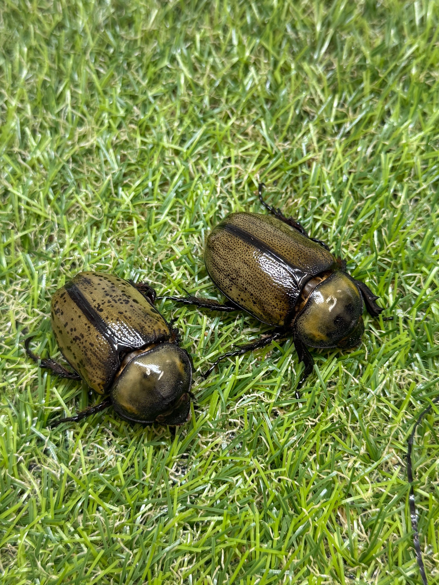 ティティウスシロカブト ♂49.8mm成虫トリオ