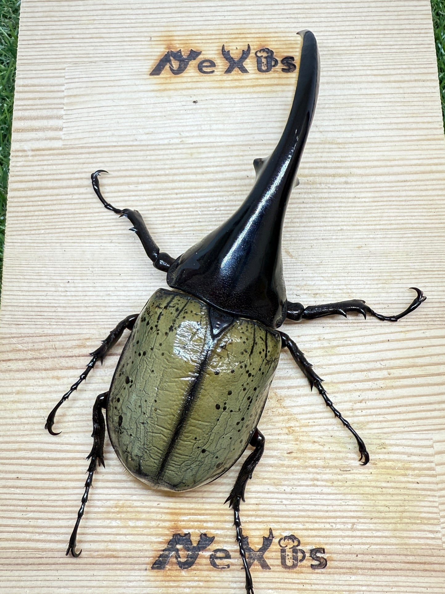 DH・ヘラクレス ♂128mm単品