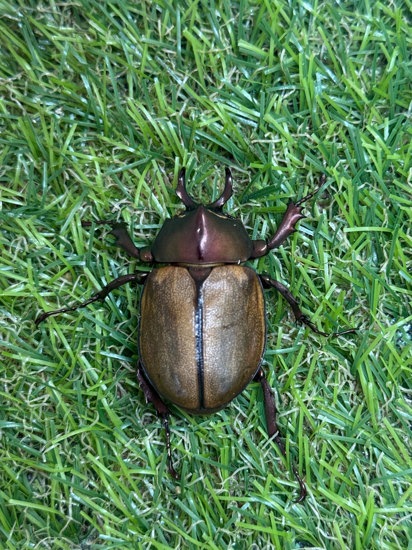 マルガリータヒナカブト ♂freeサイズ成虫ペア