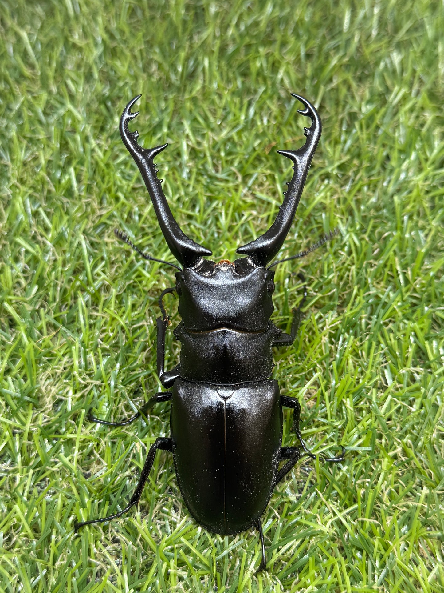 ギラファノコギリクワガタ ケイスケ ♂94mm成虫ペア