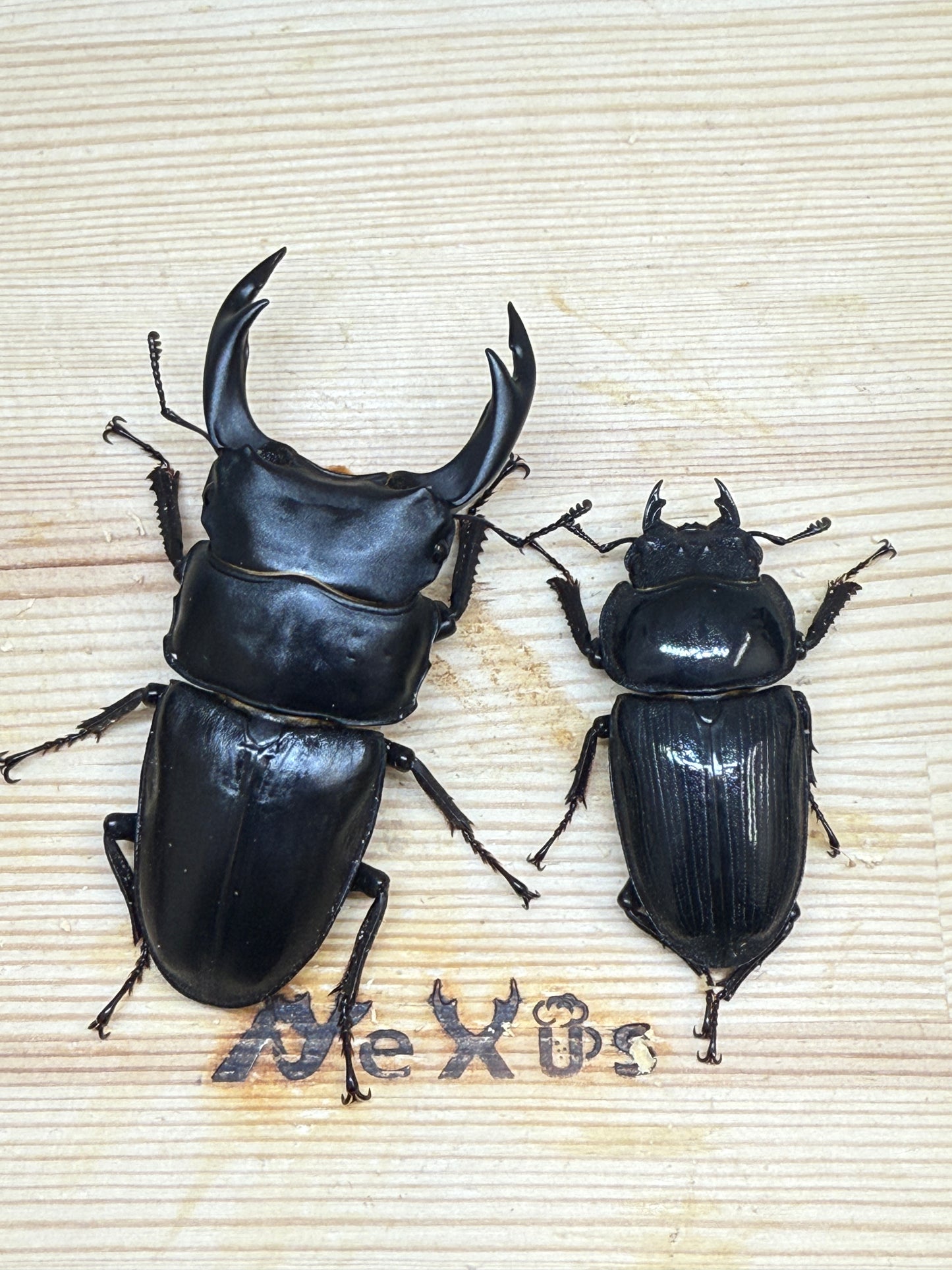 オオクワガタ 奈良輪川西 ♂77.8mm成虫ペア
