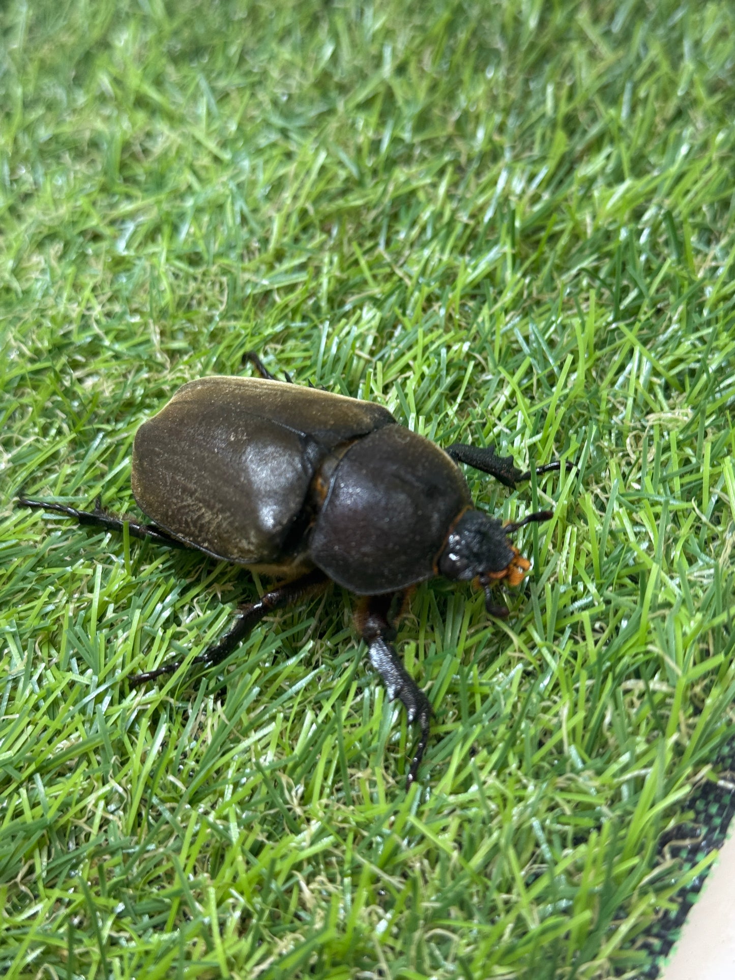 カブトムシ サイズfree成虫ペア