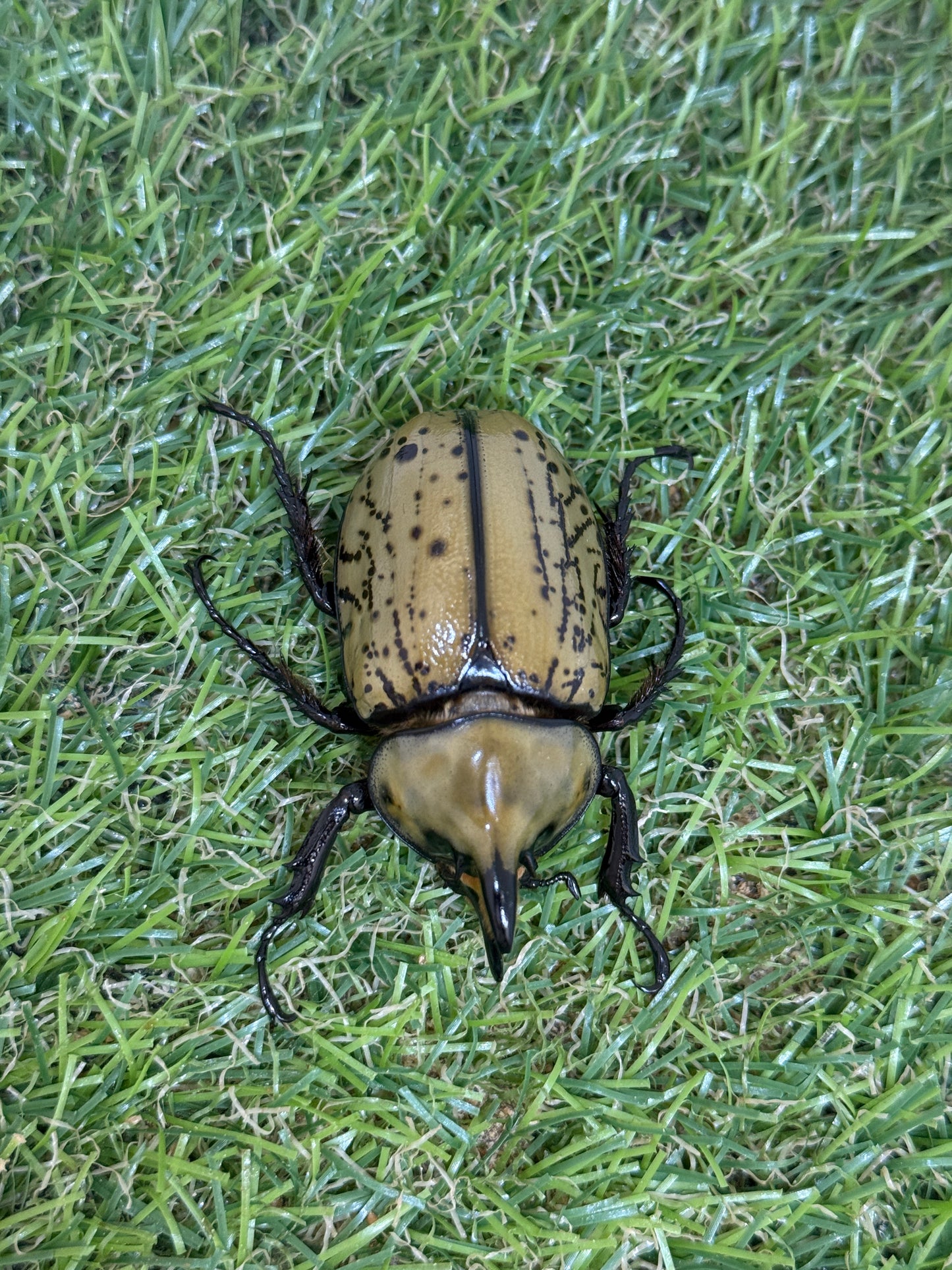 ティティウスシロカブト ♂49.8mm成虫トリオ