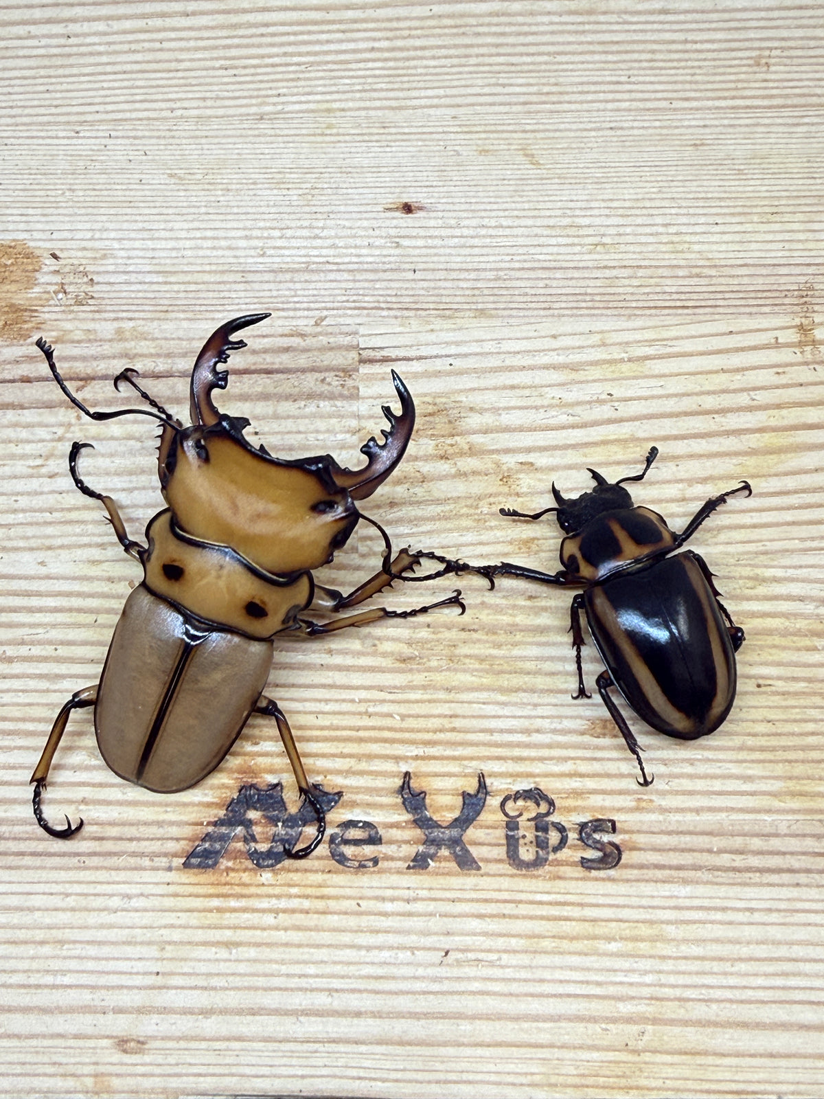 メンガタメリークワガタ ♂51mm成虫ペア