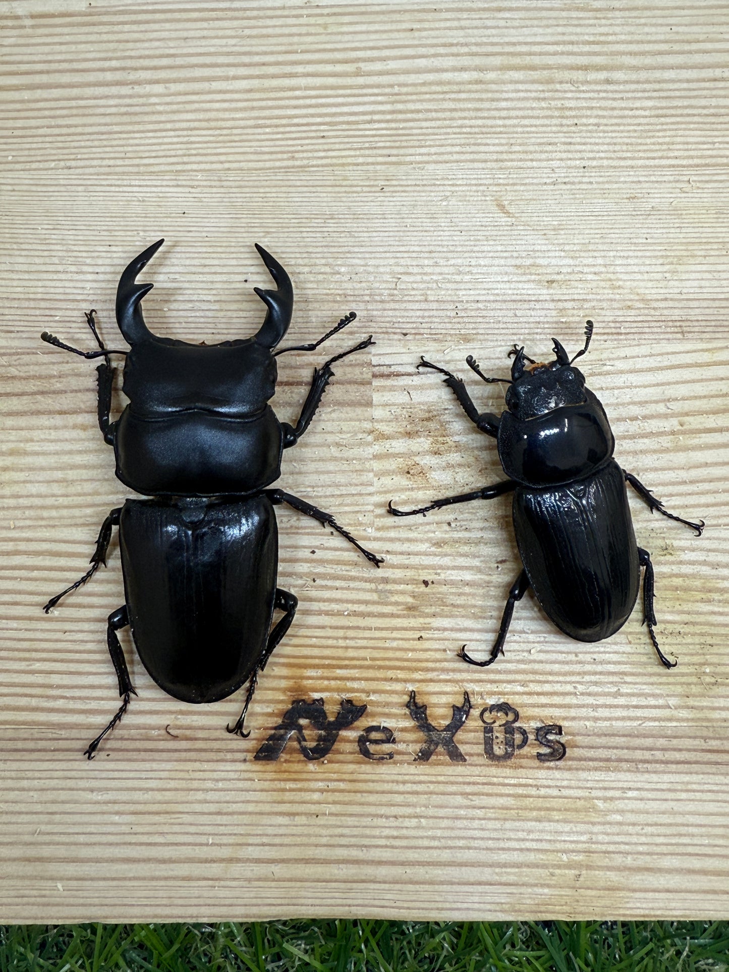 タイワンオクワガタ ♂67mm成虫ペア