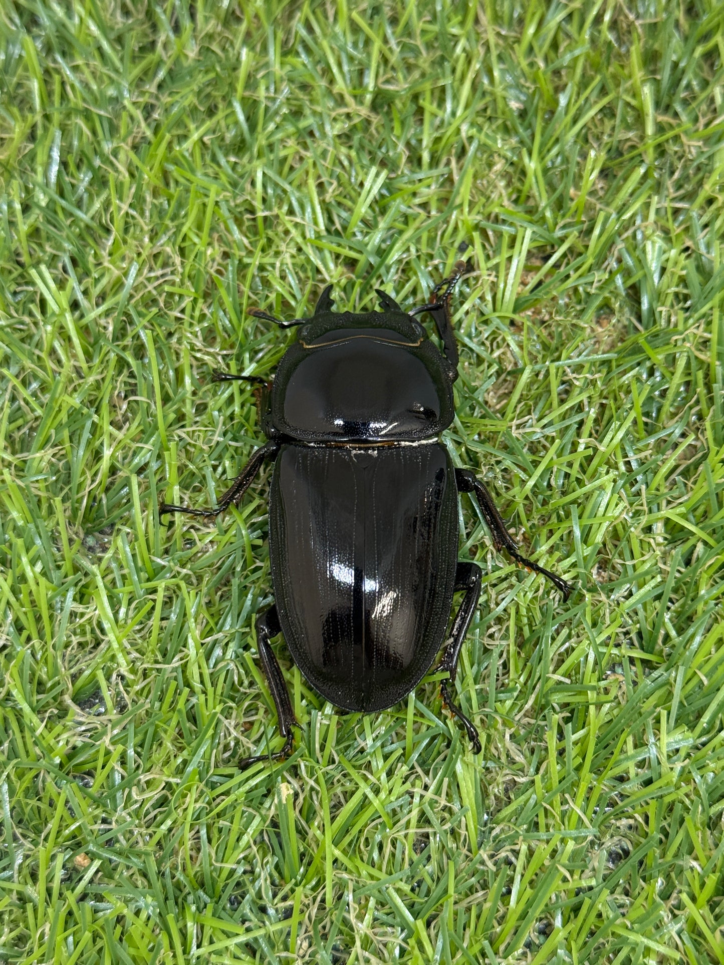 グランディスオオクワガタ ♂80.5mm成虫ペア
