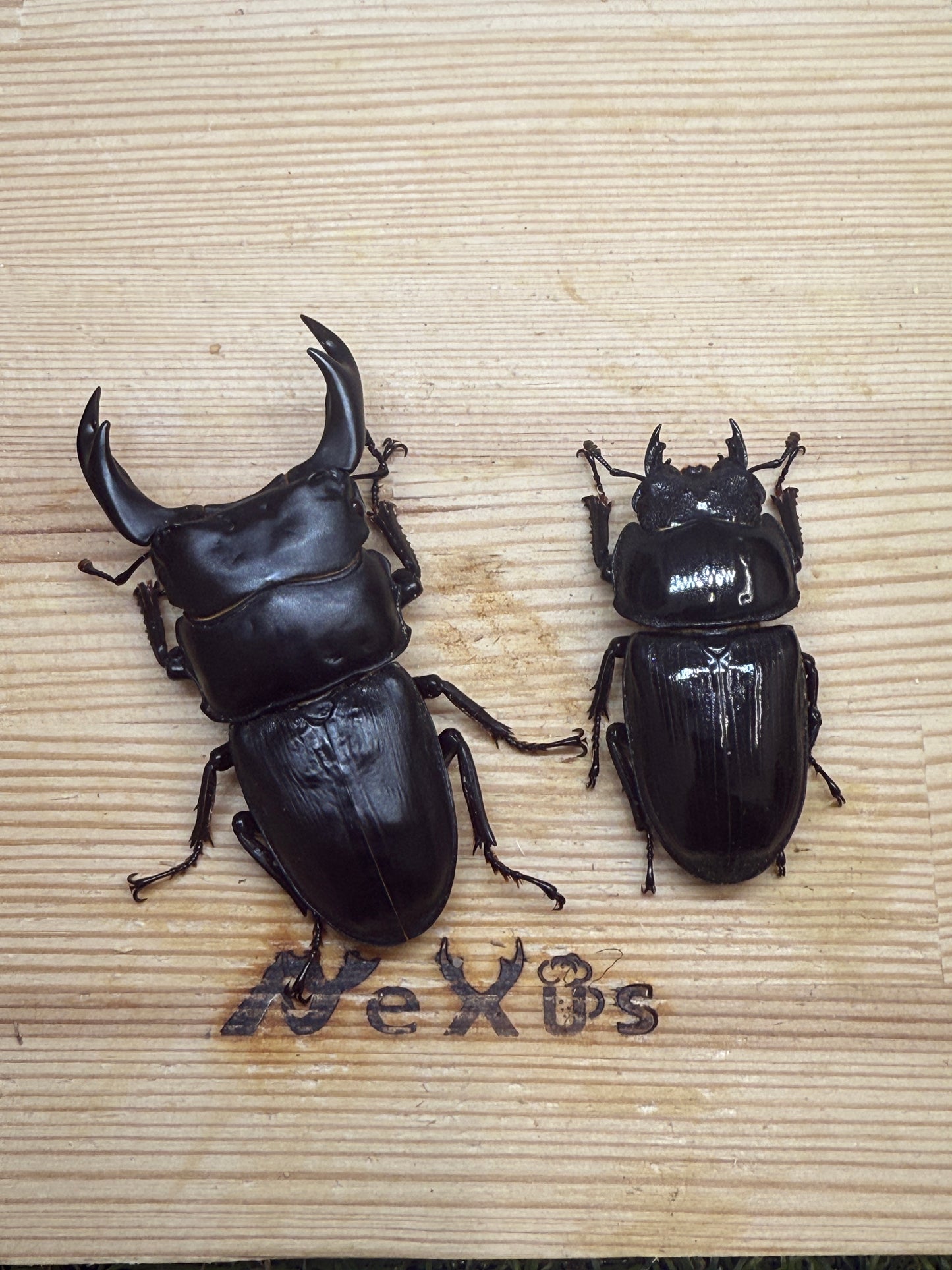 オオクワガタ 奈良輪川西 ♂66.7mm成虫ペア 2026年ブリード個体