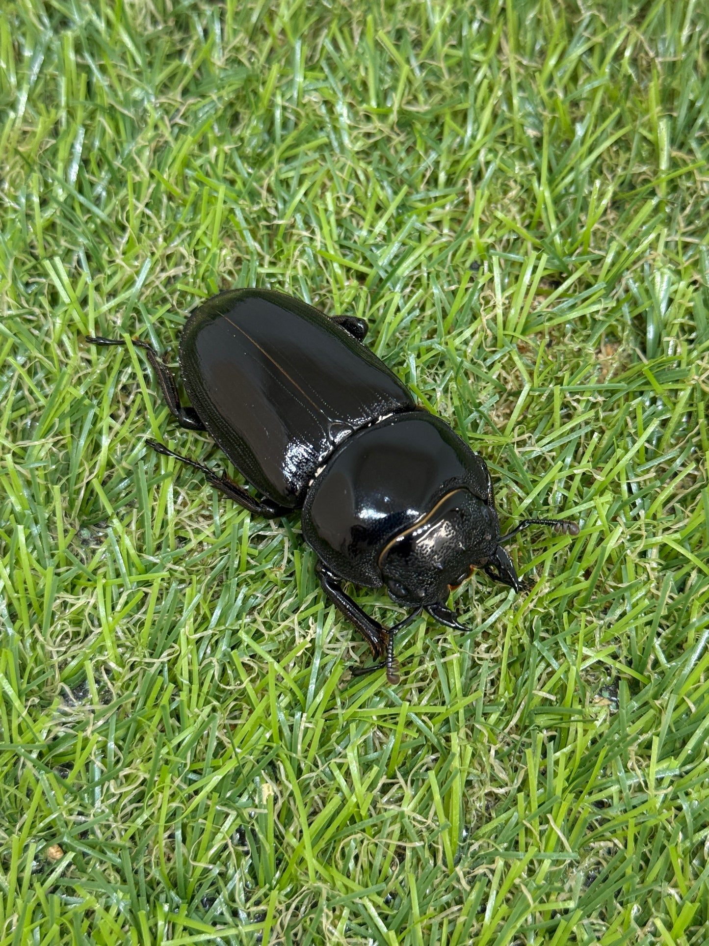 グランディスオオクワガタ ♂81.4mm成虫ペア