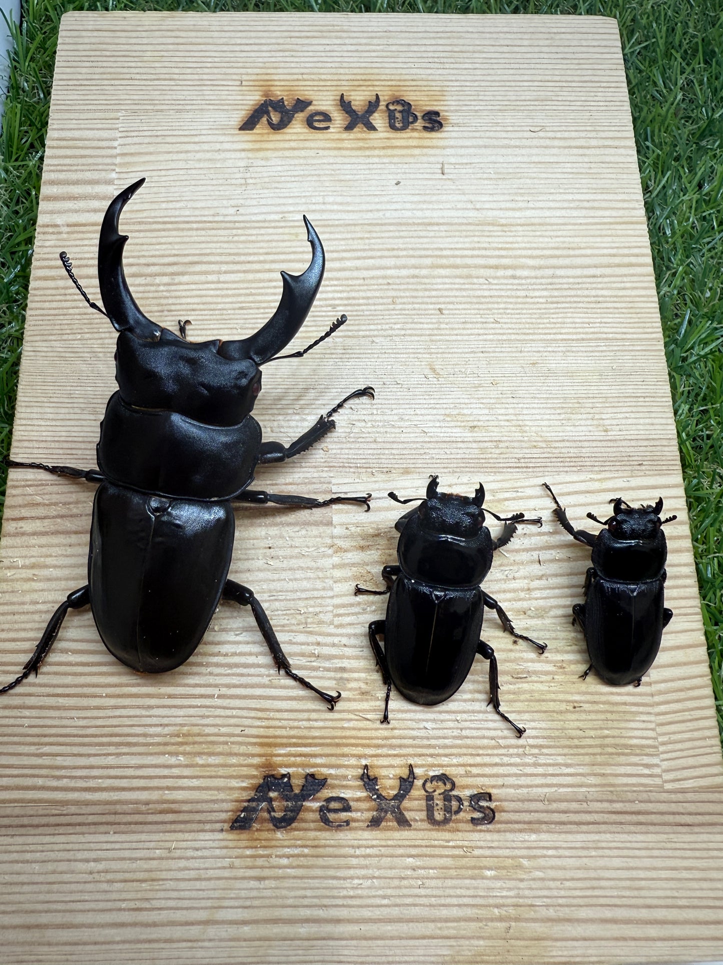 シェンクリンクオオクワガタ(レッドアイ血統)♂82mm成虫トリオ