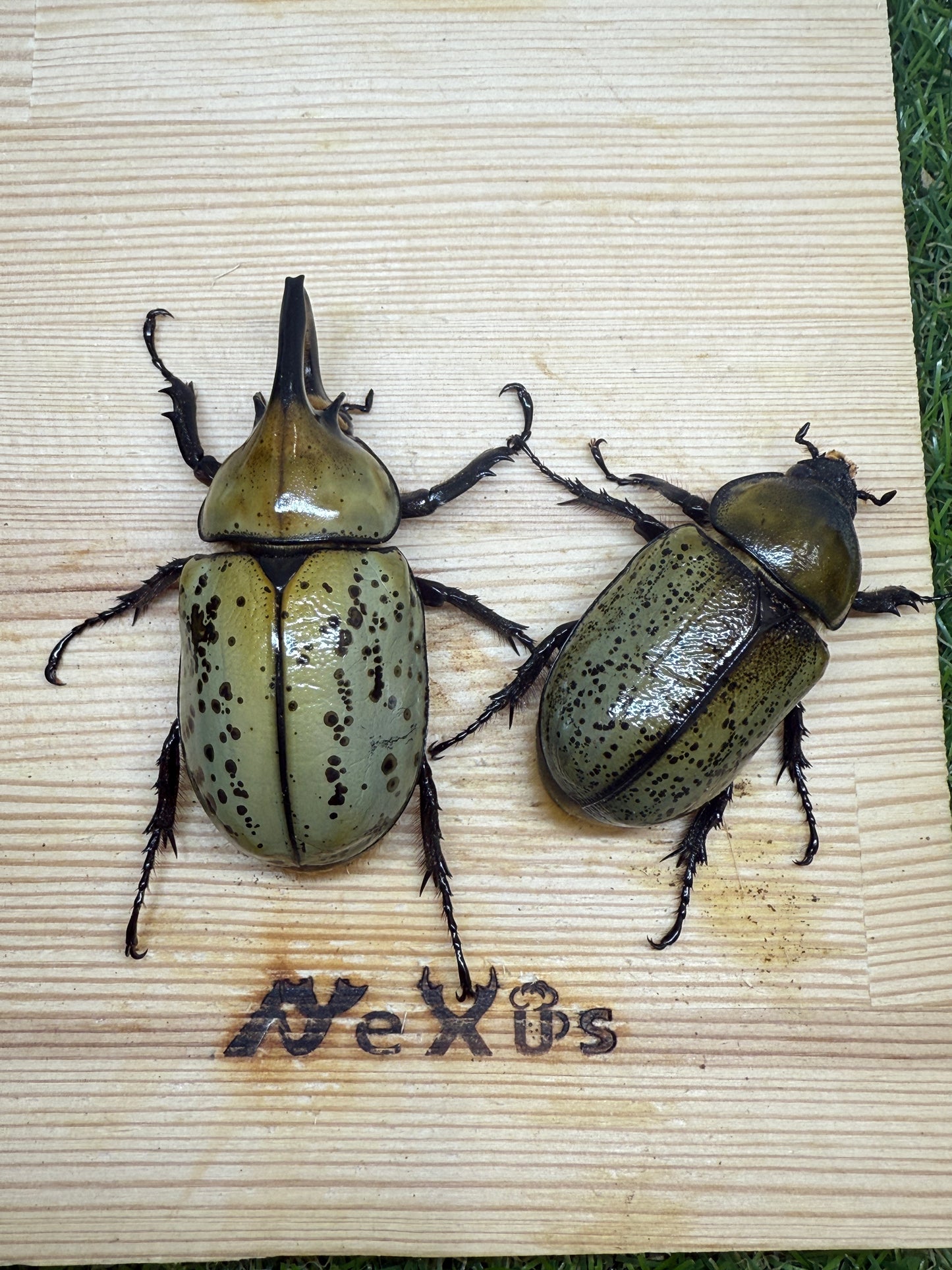 ティティウスシロカブト ♂66mm成虫ペア