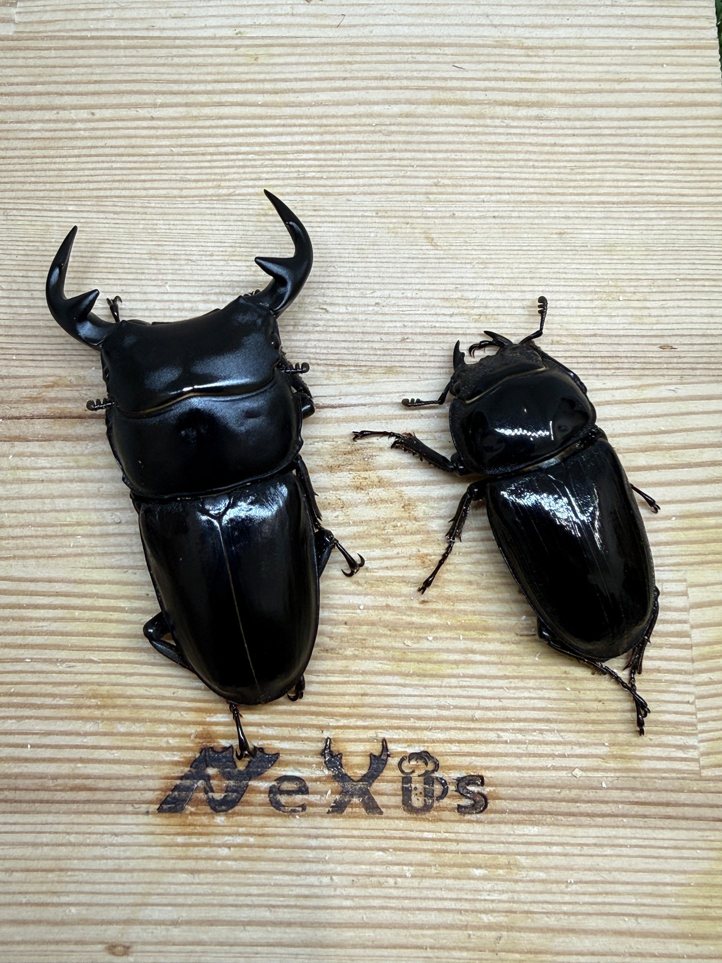 グランディスオオクワガタ ♂71.8mm成虫ペア