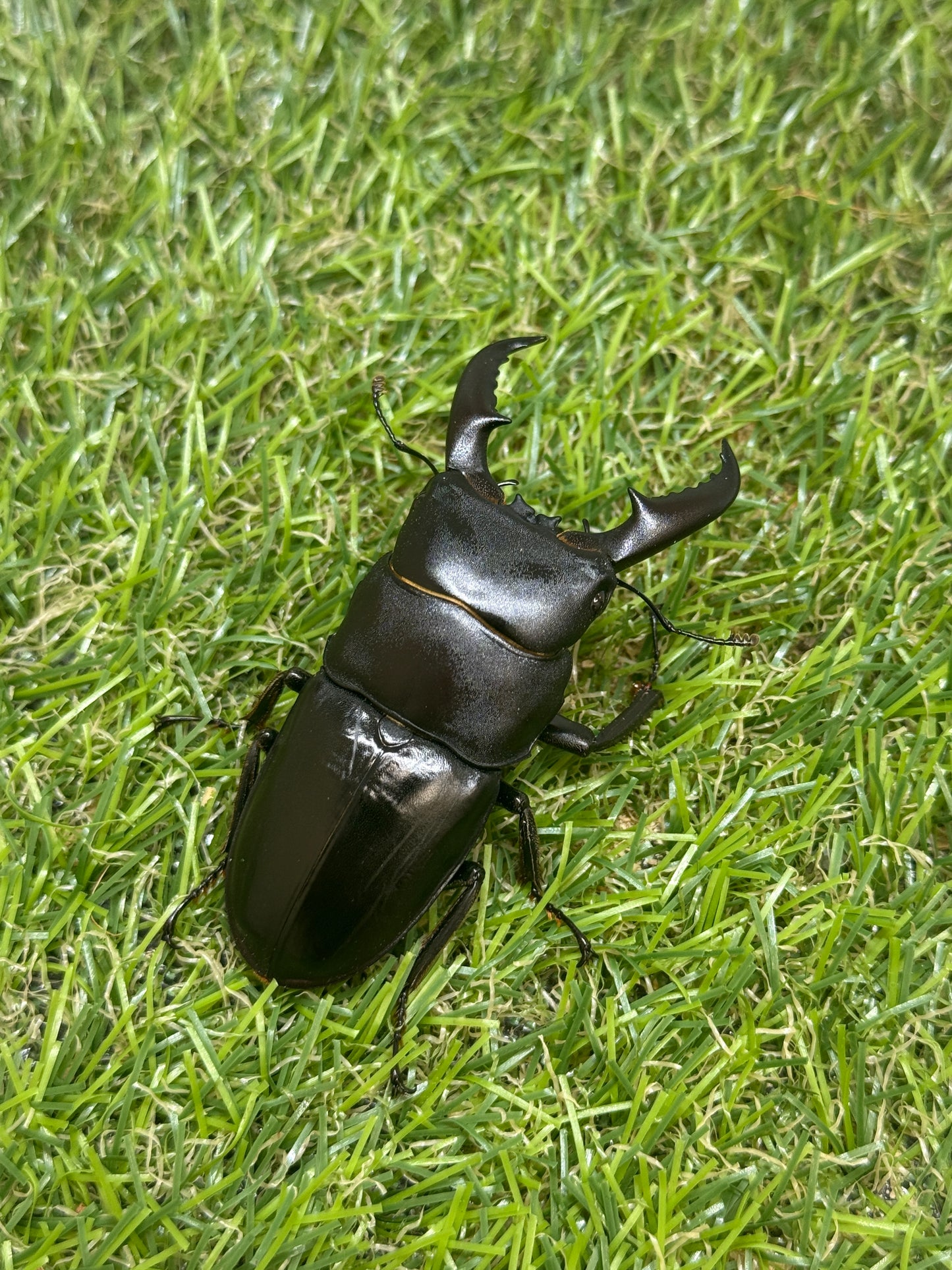 オキノエラブヒラタクワガタ ♂66mm成虫ペア