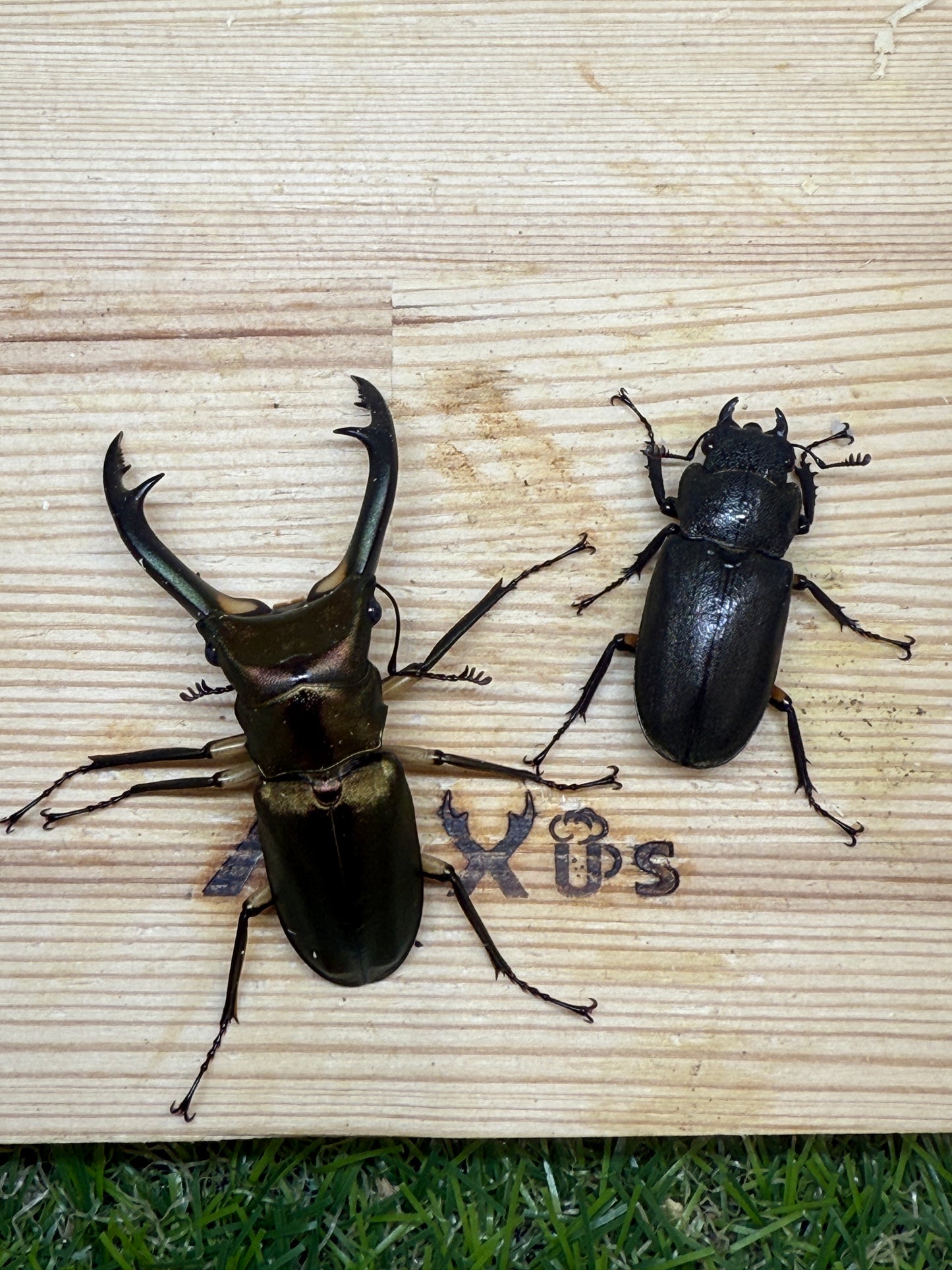 エラフスホソアカクワガタ ♂61.5mm成虫ペア