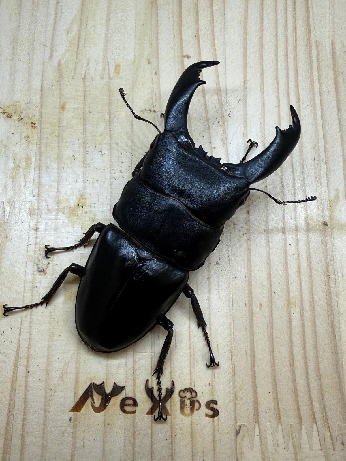 テイオウヒラタクワガタ(大城戸血統) ♂97.6mm単品