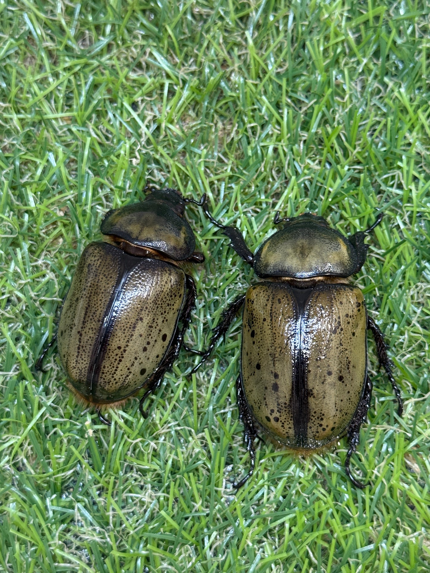 ティティウスシロカブト ♂50mm成虫トリオ
