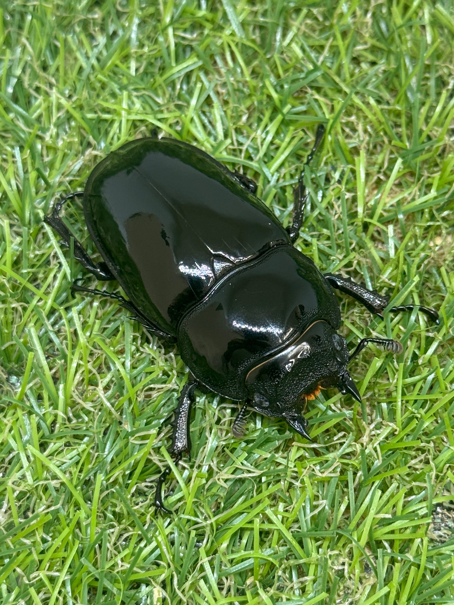 タランドゥスオオツヤクワガタ ♀54.4mm単品
