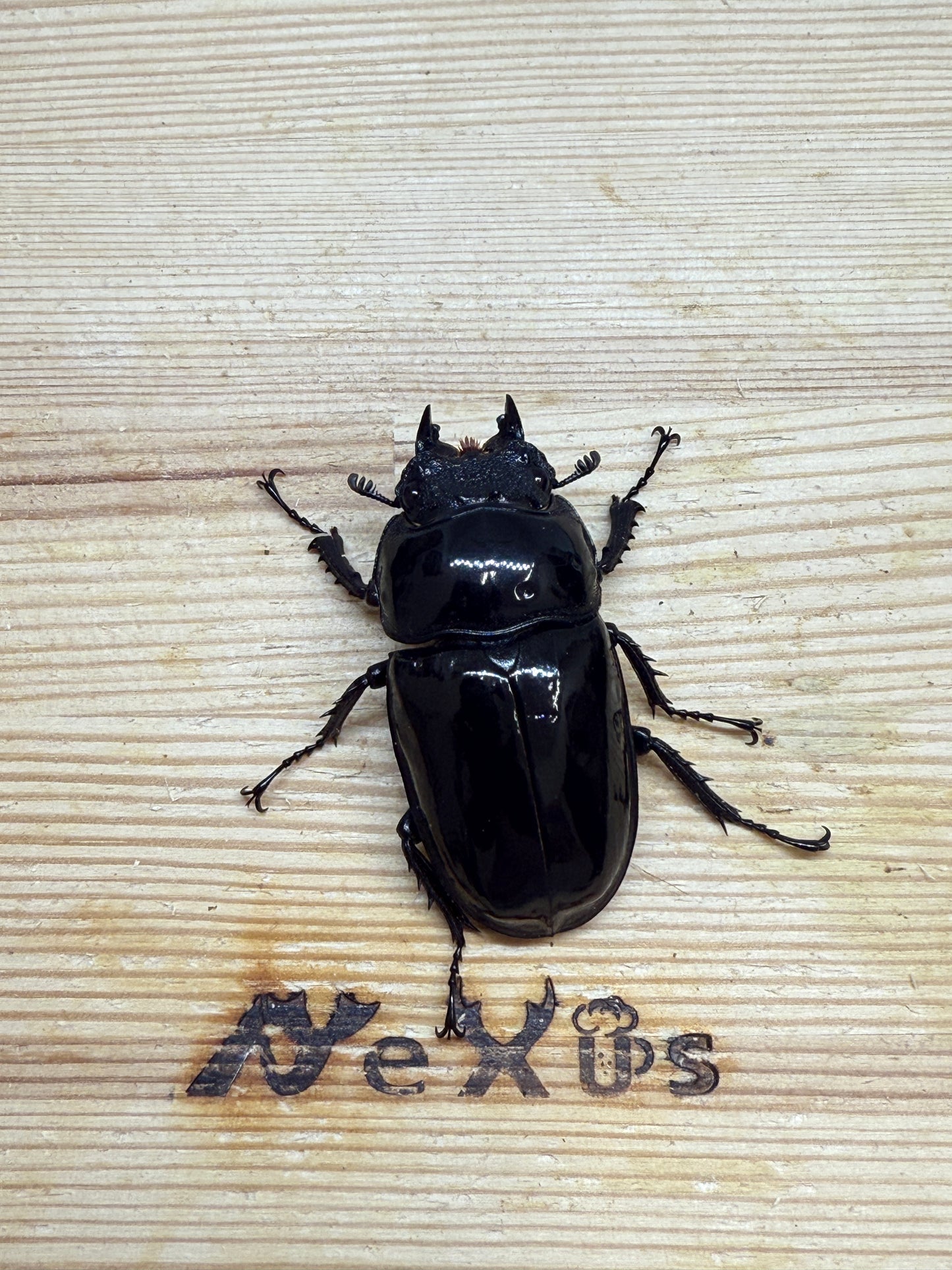 タランドゥスオオツヤクワガタ ♀46mm単品