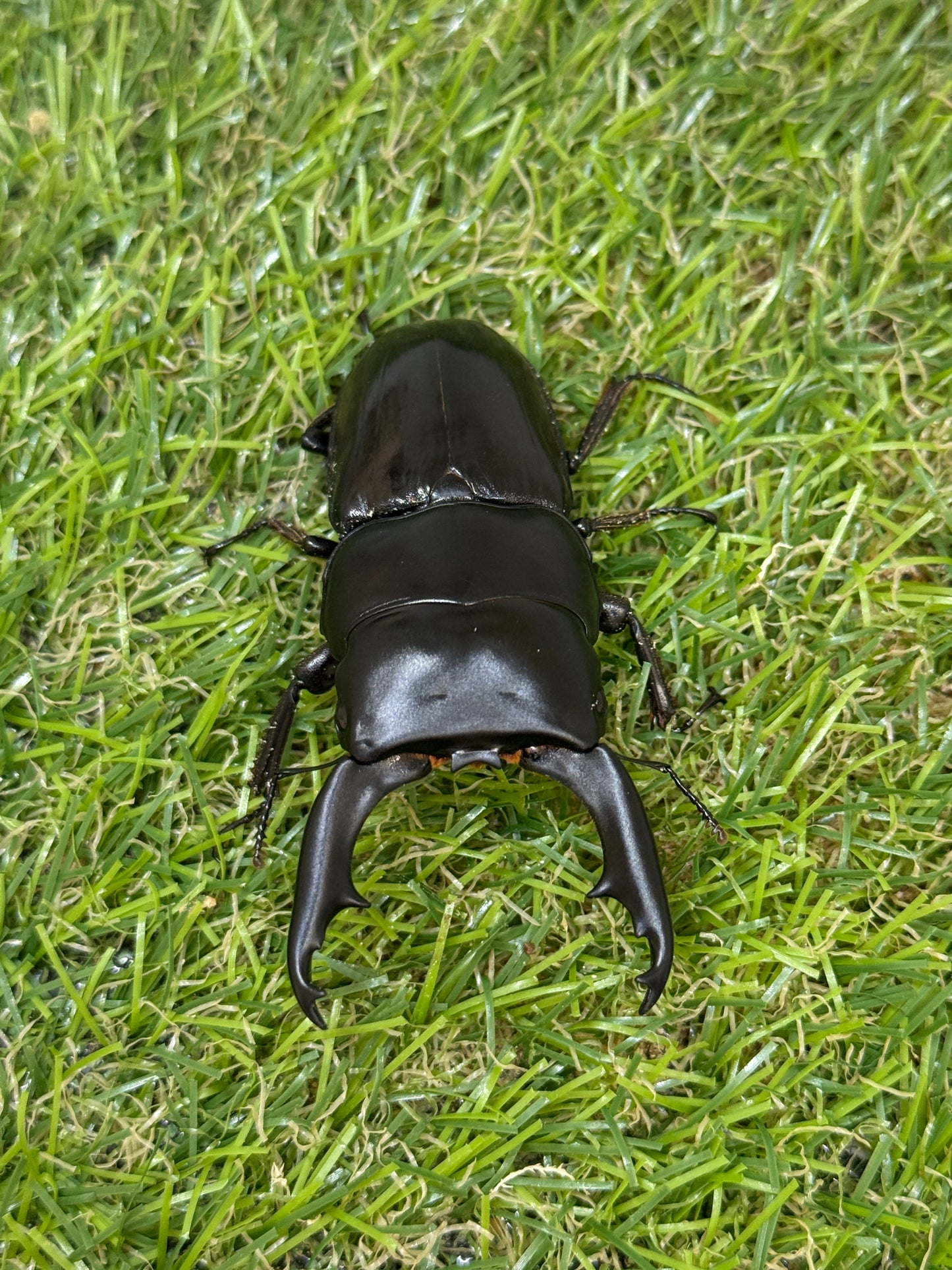 ダエダリオンヒラタクワガタ ♂67.8mm成虫ペア