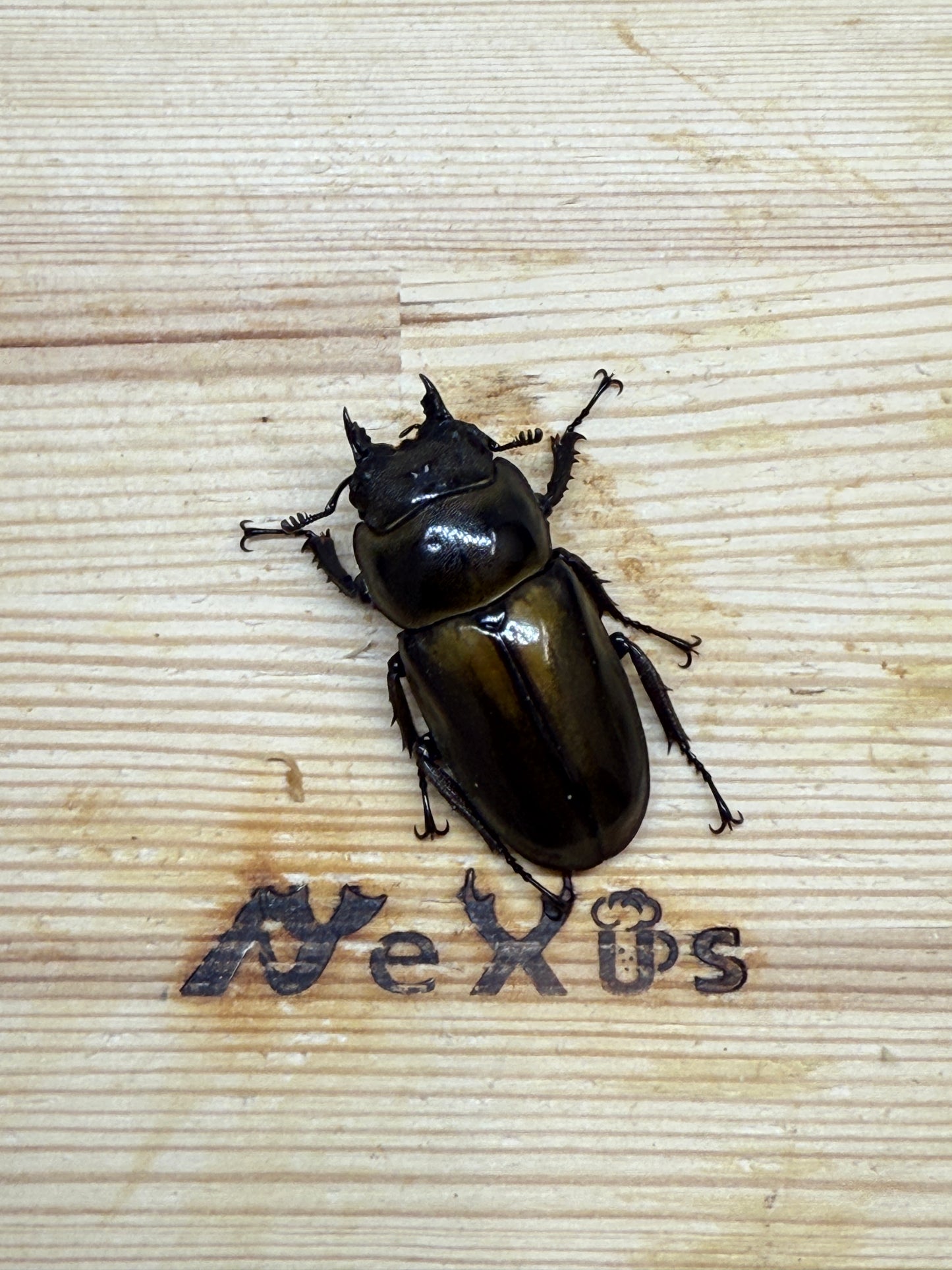 ババオウゴンオニクワガタ ♀41.8mm単品