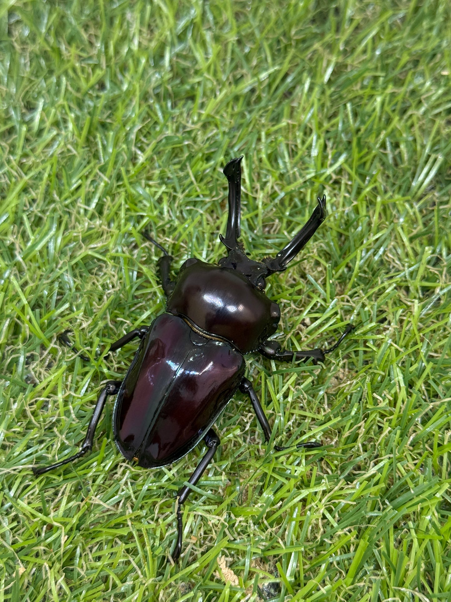 ニジイロクワガタ(紫紺血統) ♂60mm成虫ペア